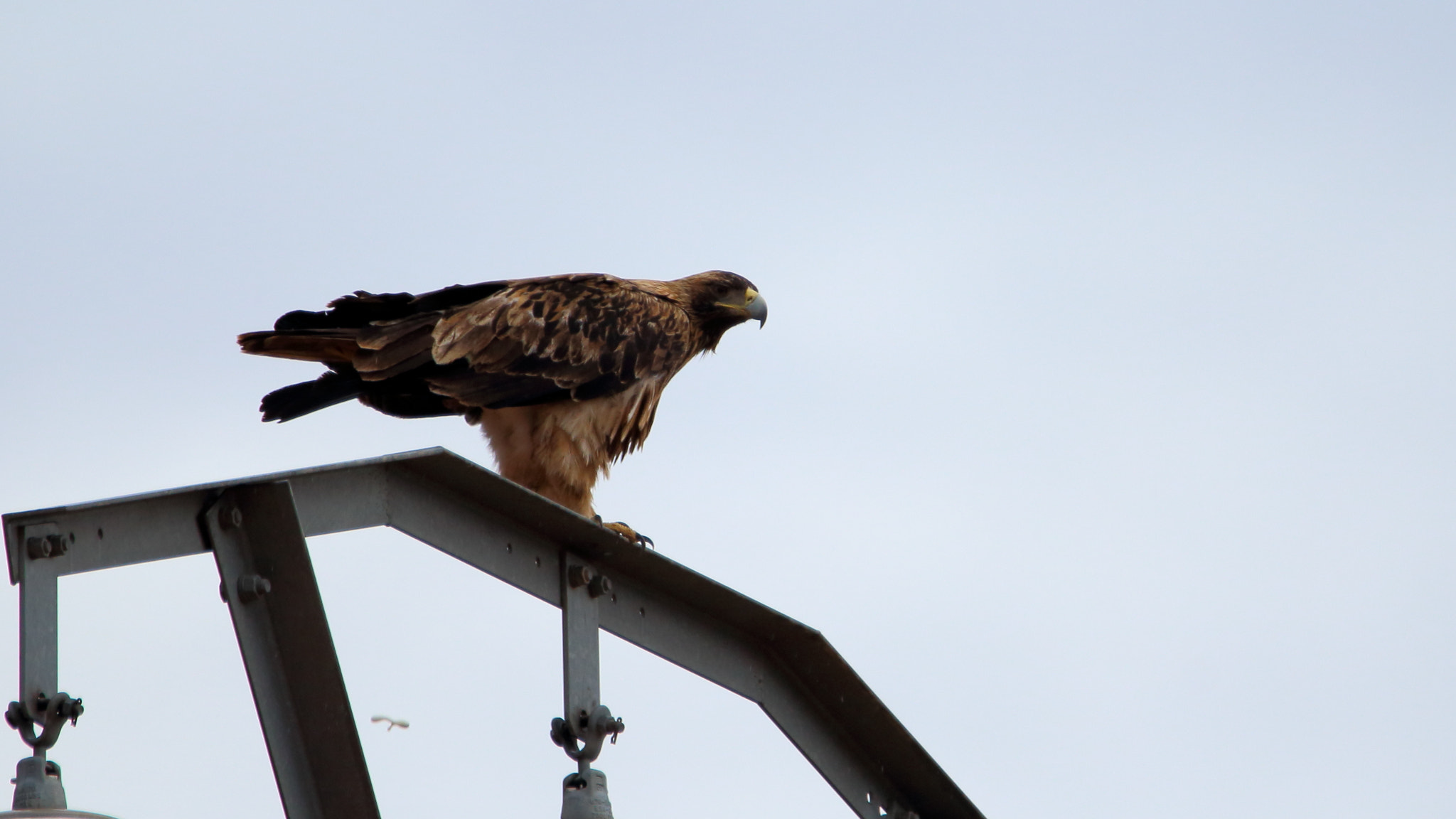 Tamron SP 150-600mm F5-6.3 Di VC USD sample photo. Aquila adalberti (águila imperial ibérica) damero photography