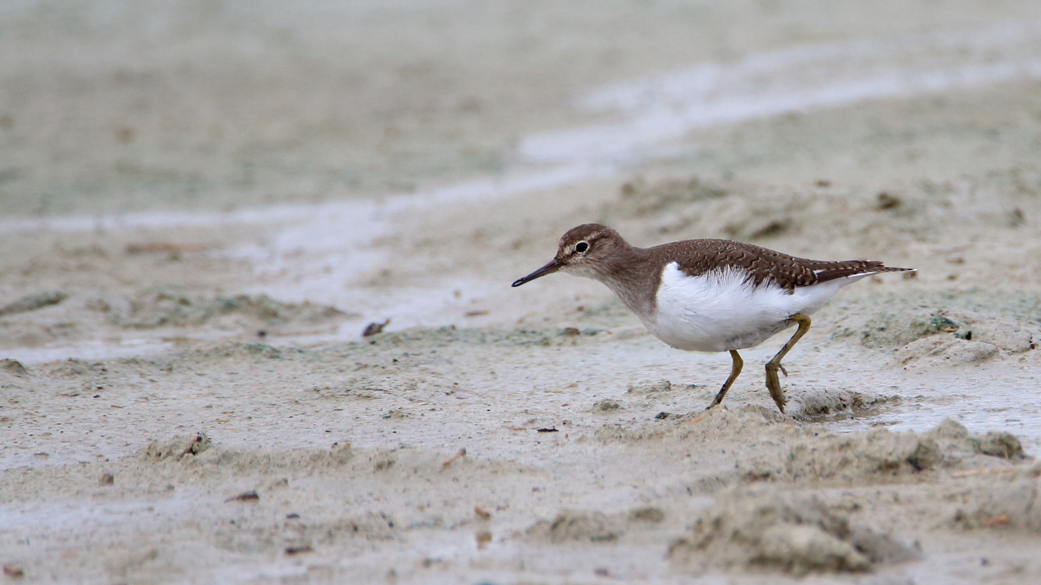 Tamron SP 150-600mm F5-6.3 Di VC USD sample photo. Actitis hypoleucos (andarrios chico) photography