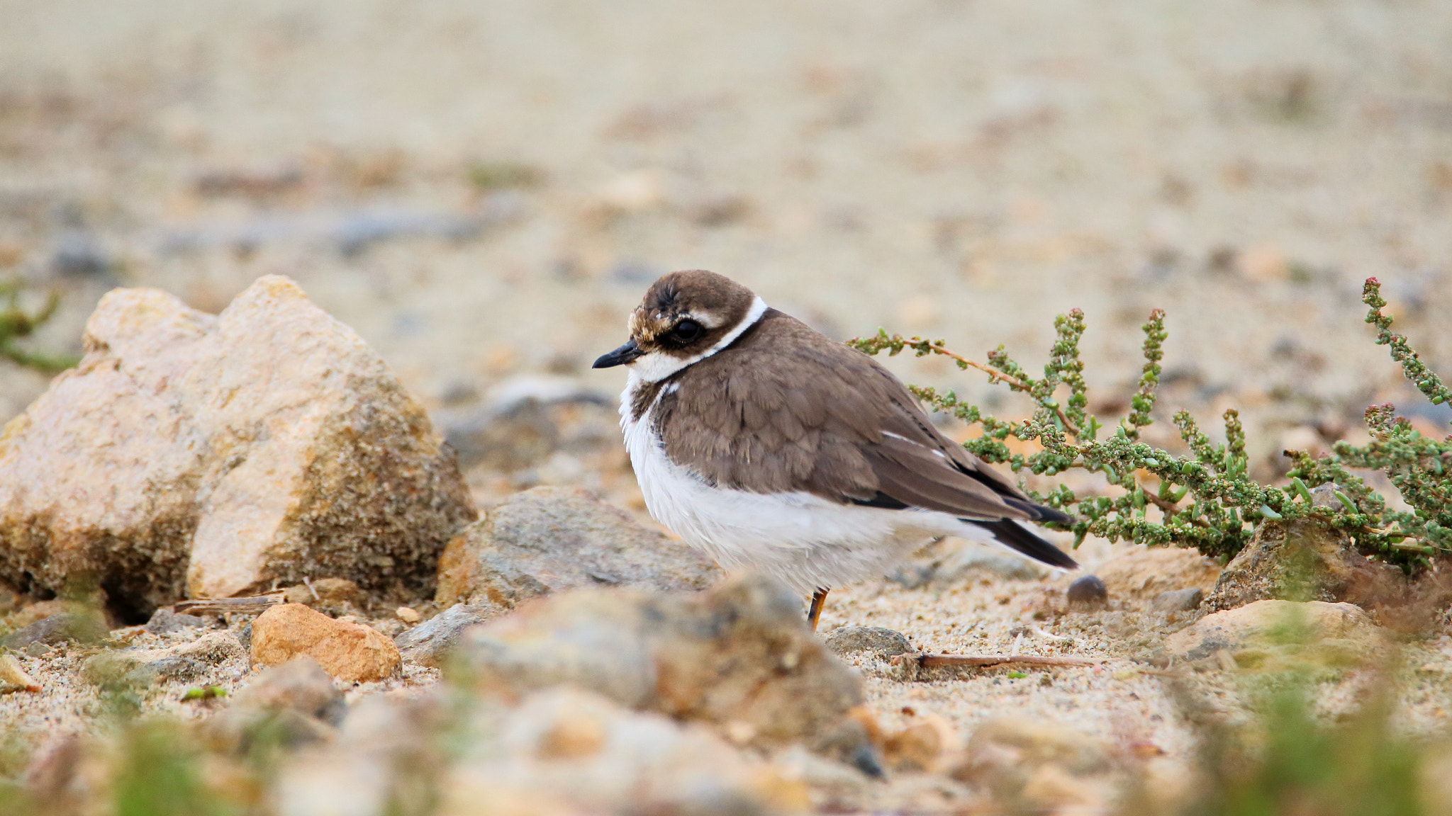 Tamron SP 150-600mm F5-6.3 Di VC USD sample photo. Charadrius hiaticula (chorlitejo grande) photography