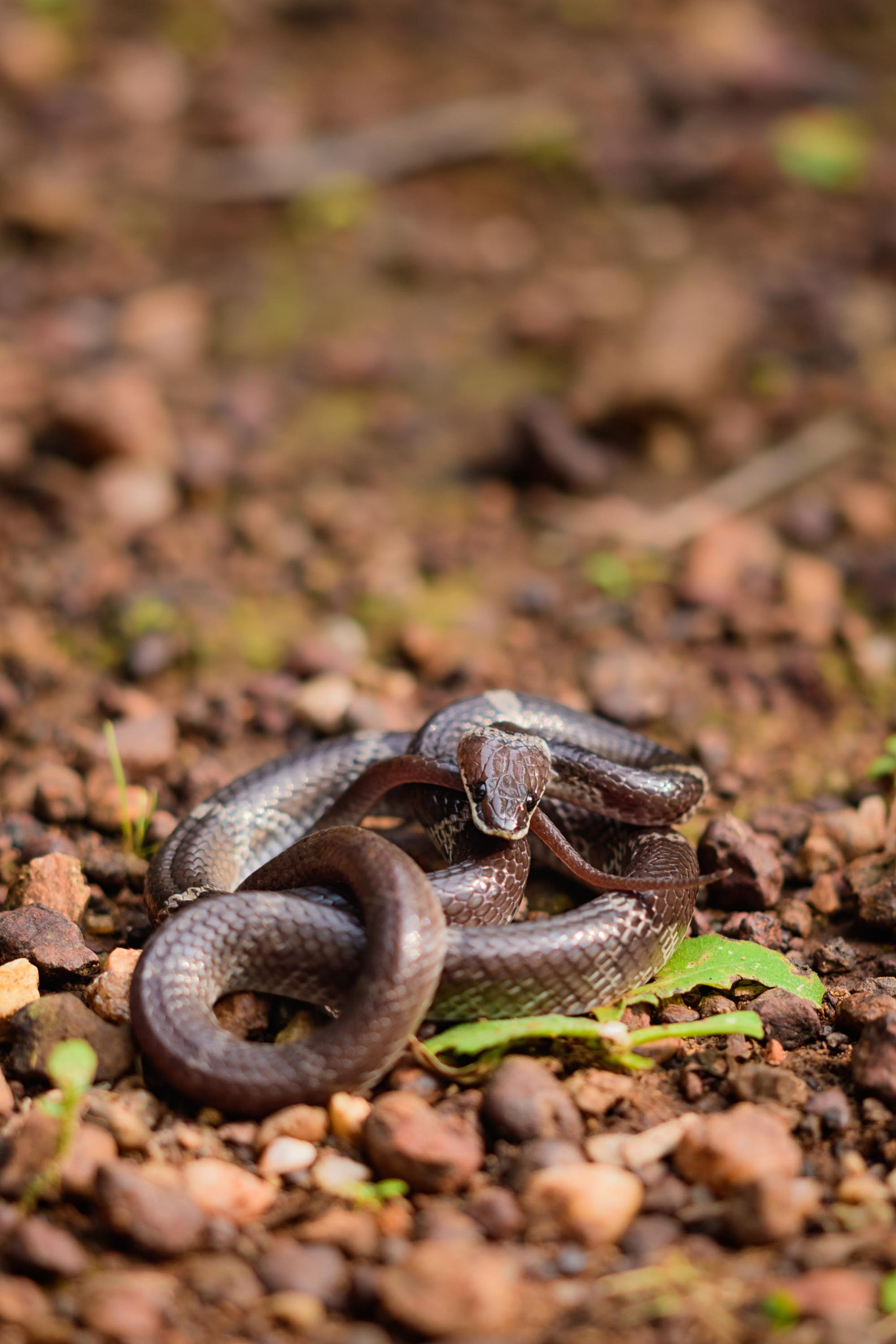 Sigma 105mm F2.8 EX DG OS HSM sample photo. Common wolf snake photography
