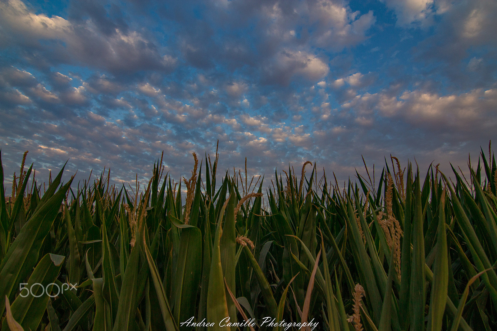 Canon EOS 650D (EOS Rebel T4i / EOS Kiss X6i) sample photo. Corn to the sky photography