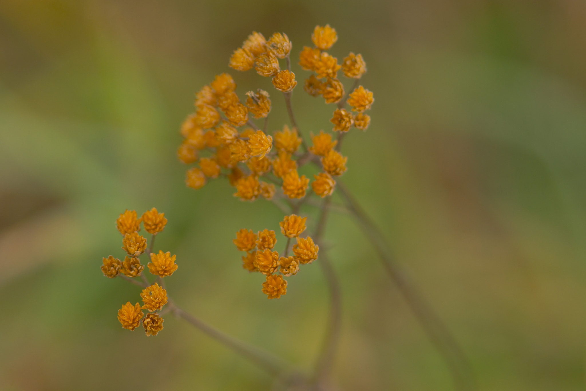 Sony Alpha NEX-7 + 90mm F2.8 Macro G OSS sample photo. Fall. photography