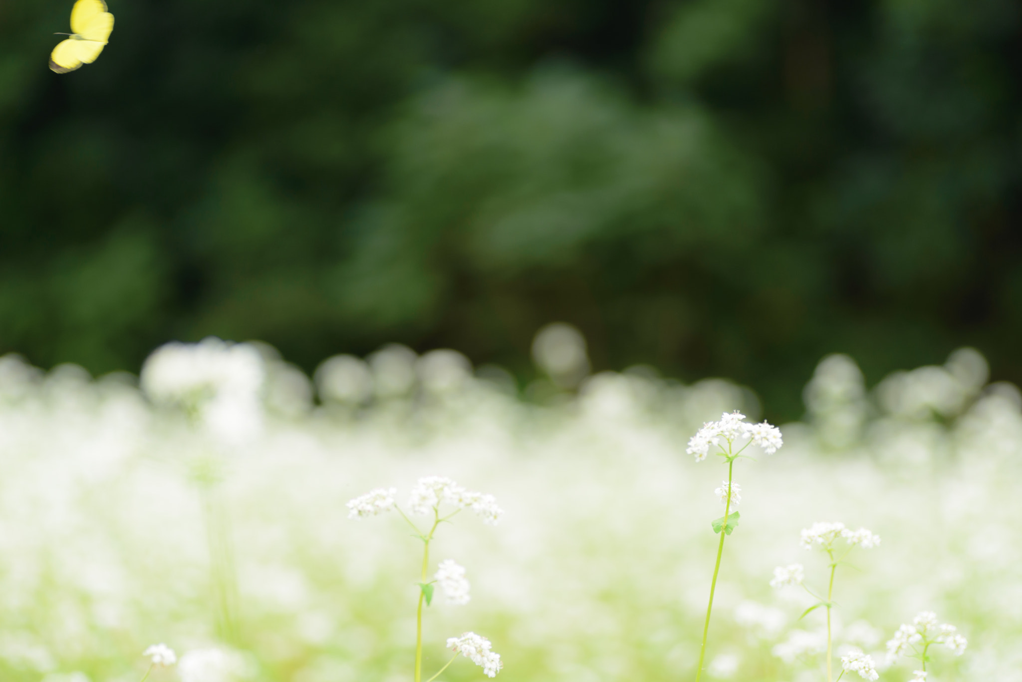 Nikon D600 sample photo. Buckwheat field photography