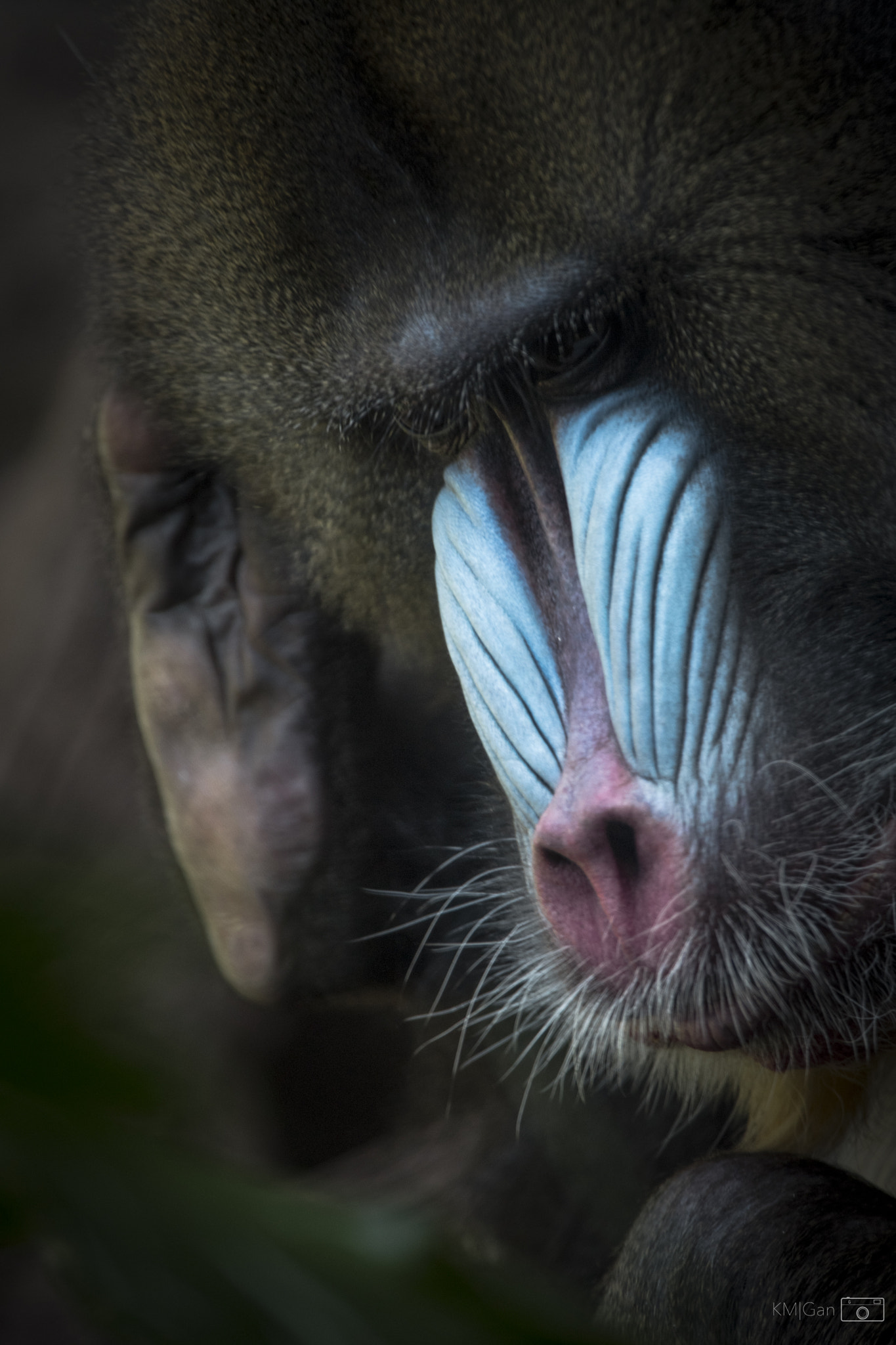 Nikon Nikkor AF-S 300mm F4E PF ED VR sample photo. Mandrill photography