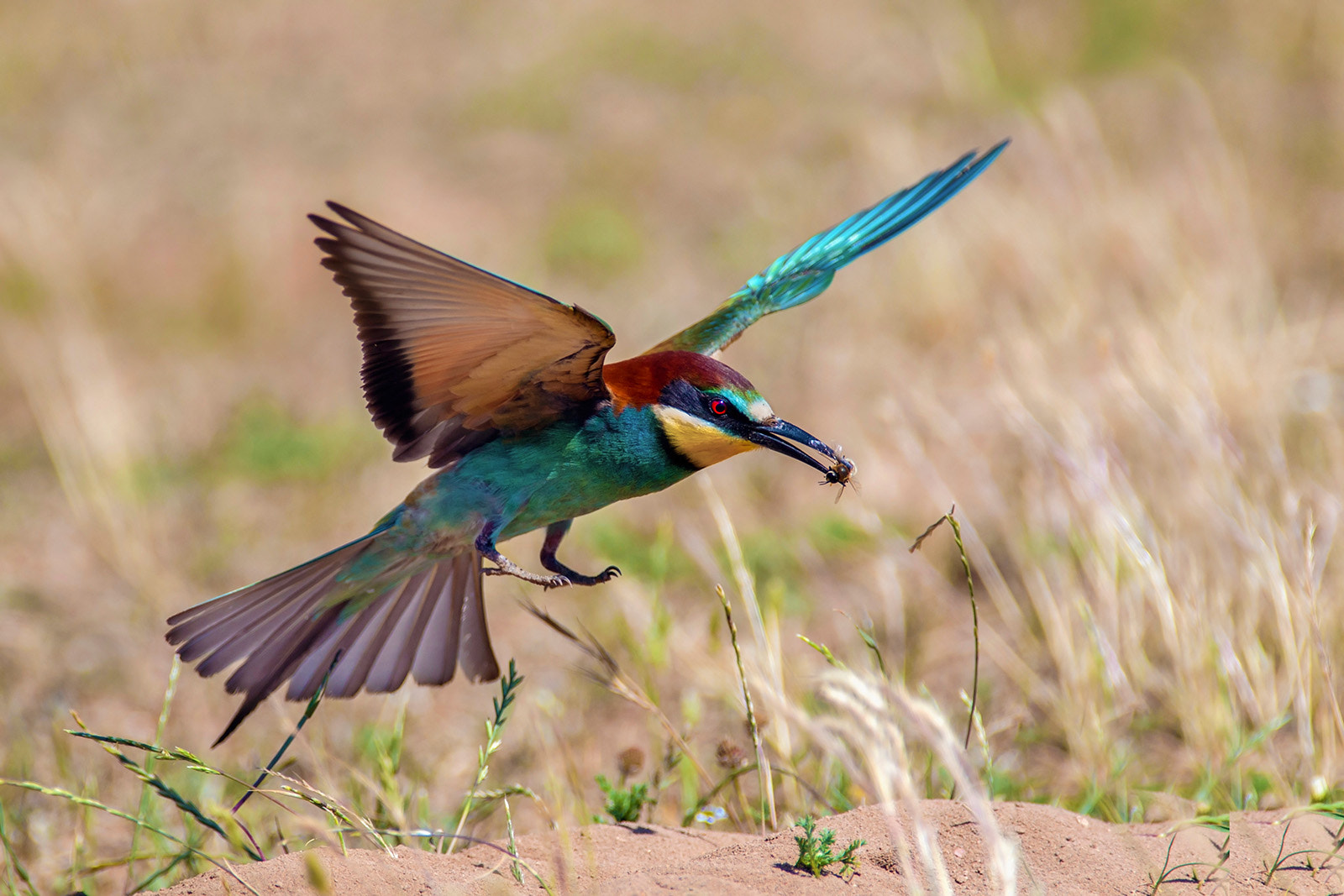 Canon EF 300mm f/2.8L + 1.4x sample photo. Bee eater photography