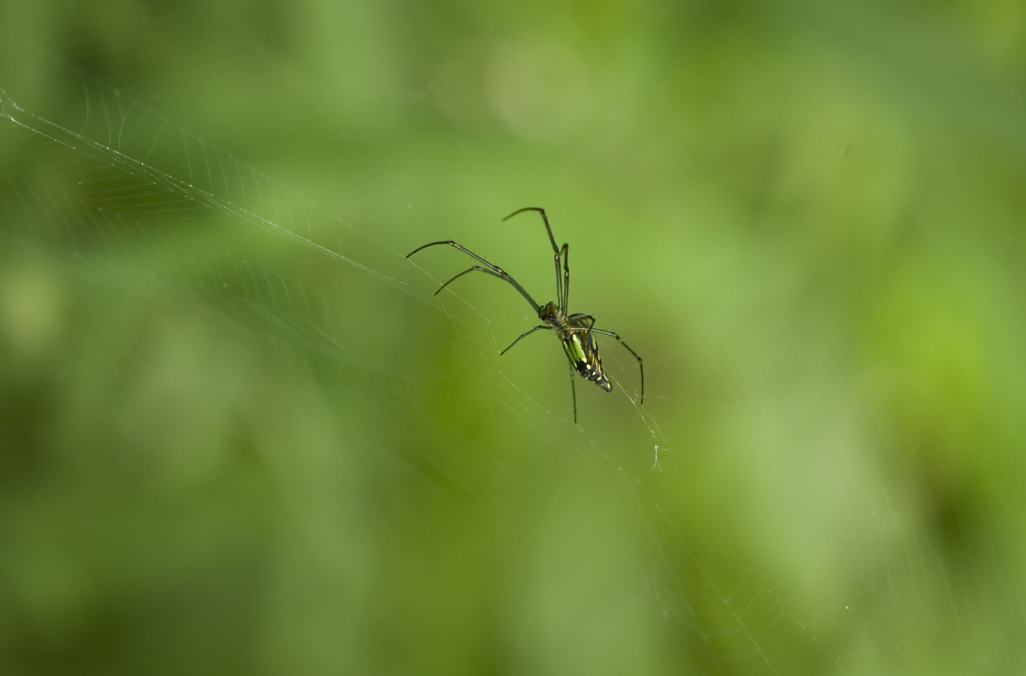Canon EOS 1000D (EOS Digital Rebel XS / EOS Kiss F) sample photo. Spider photography
