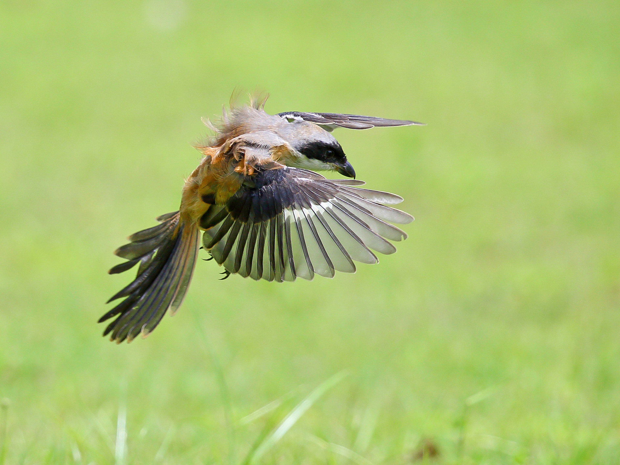 Canon EF 300mm F2.8L IS II USM sample photo. Hunt photography