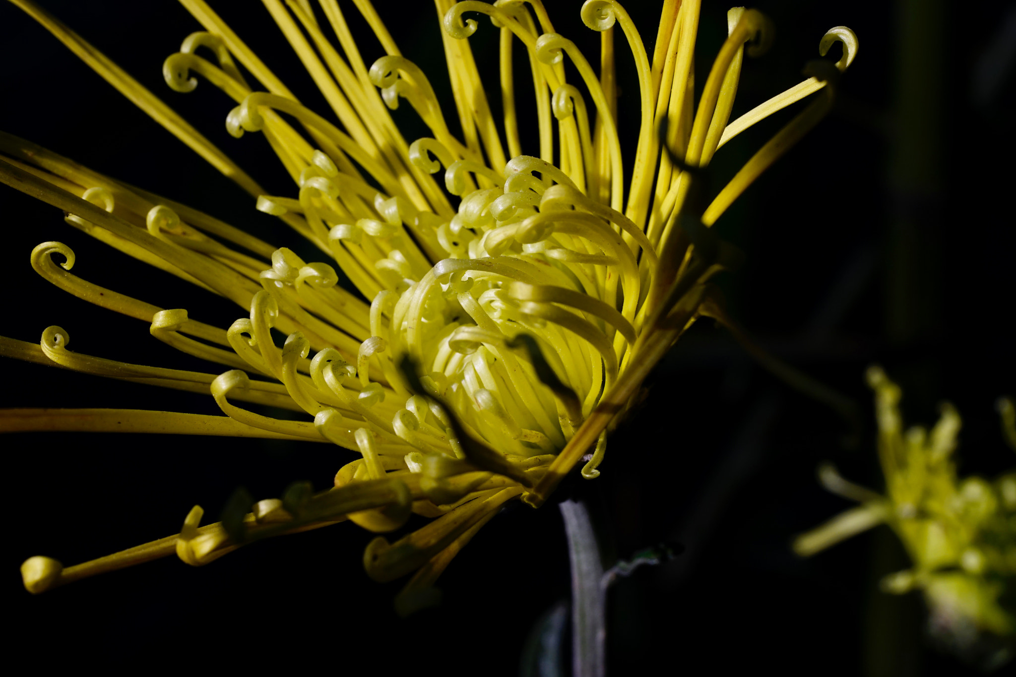 Sony a7 II + Sony FE 90mm F2.8 Macro G OSS sample photo. 菊展风姿 photography
