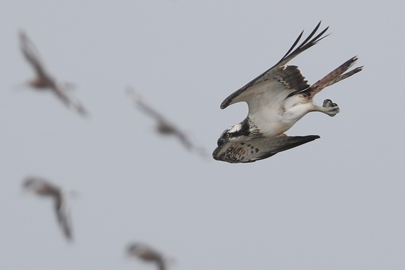 Canon EF 500mm F4L IS II USM sample photo. Osprey dive photography