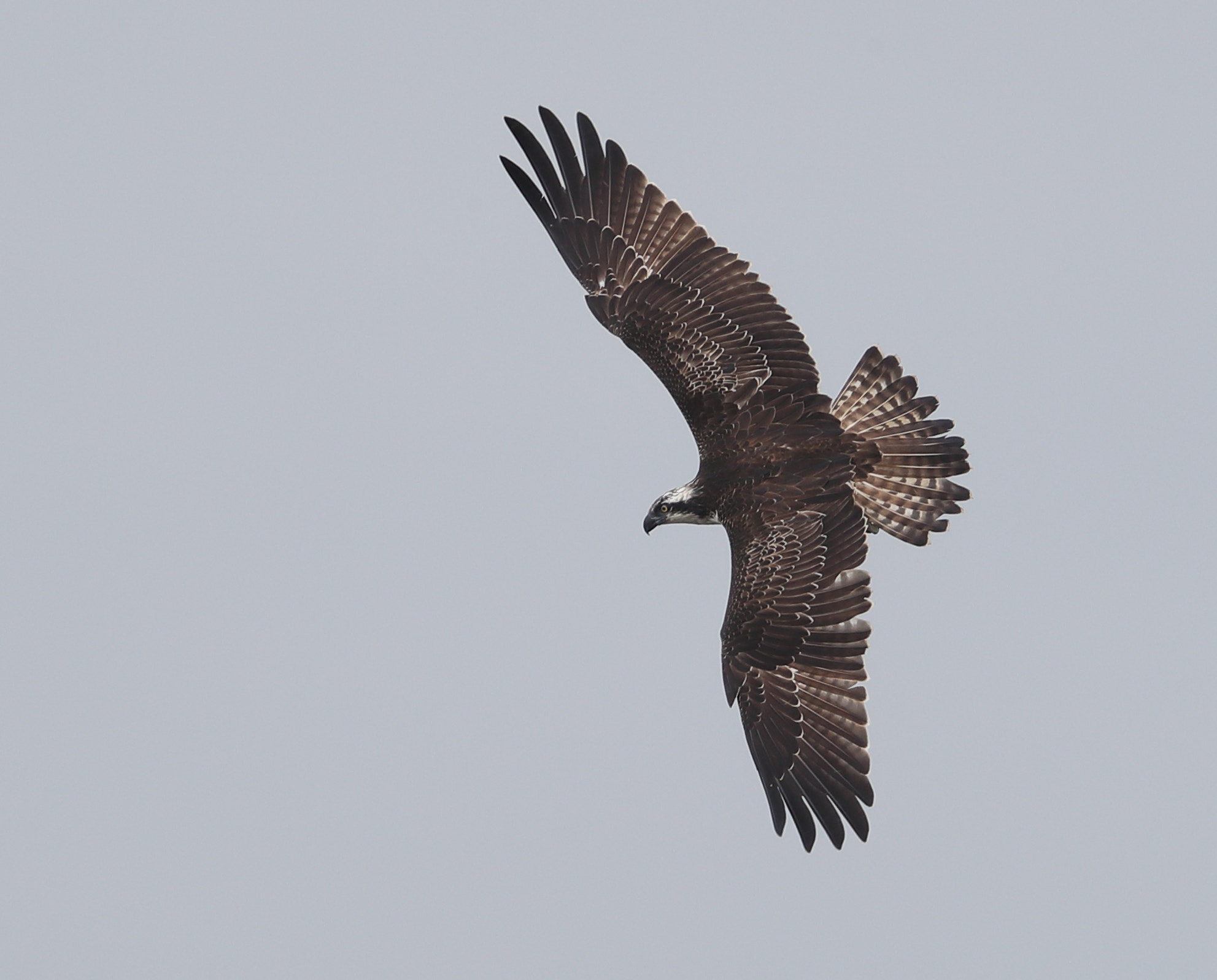 Canon EF 500mm F4L IS II USM sample photo. Osprey photography