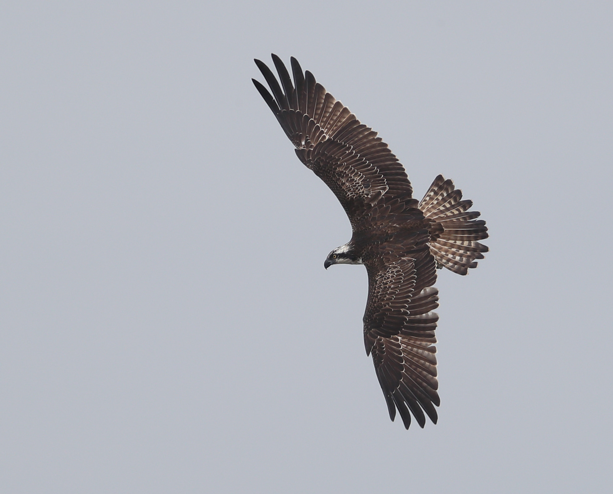 Canon EOS-1D X Mark II + Canon EF 500mm F4L IS II USM sample photo. Osprey photography