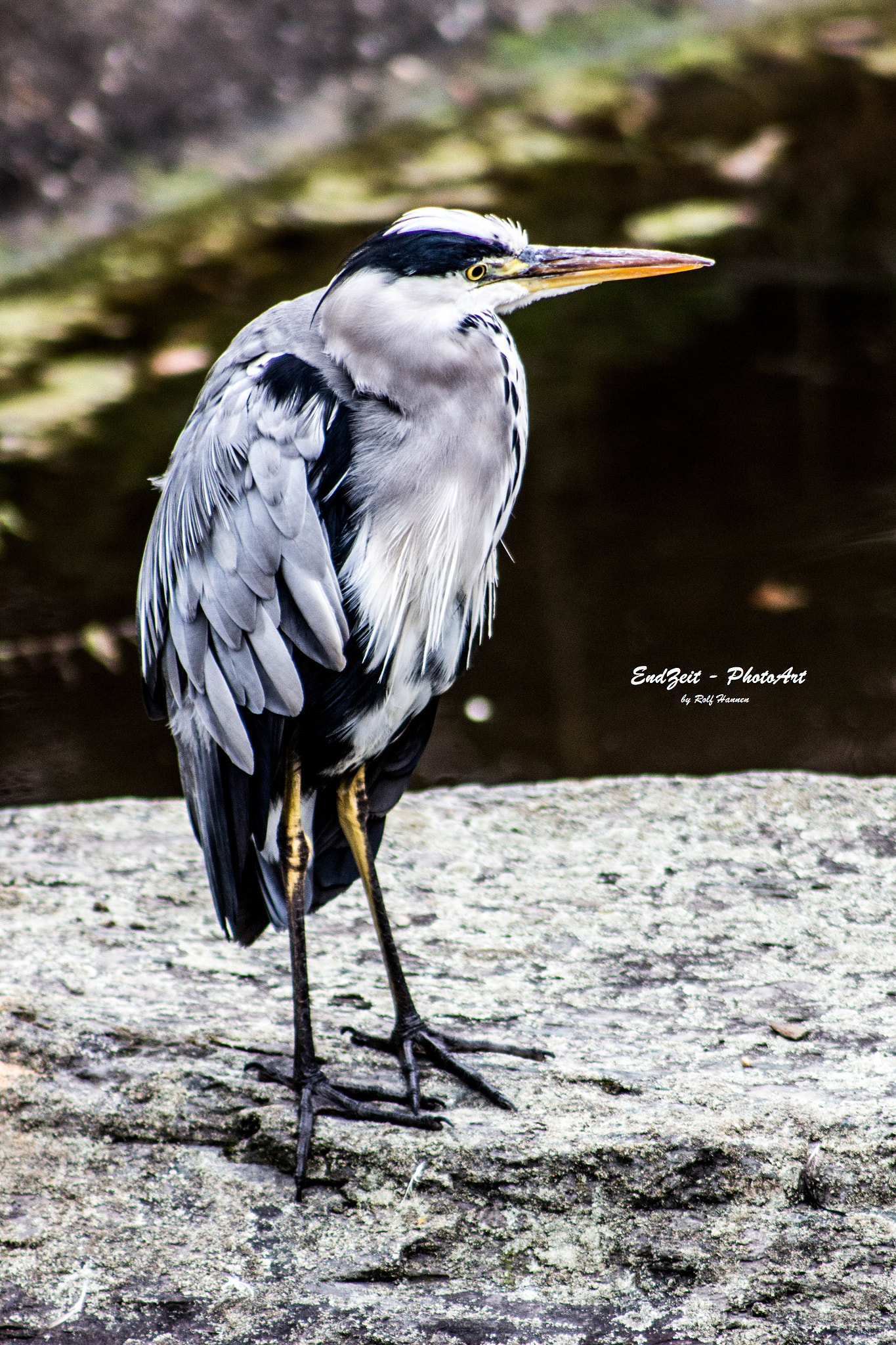 Canon EF 75-300mm f/4-5.6 USM sample photo. ... heron ... photography