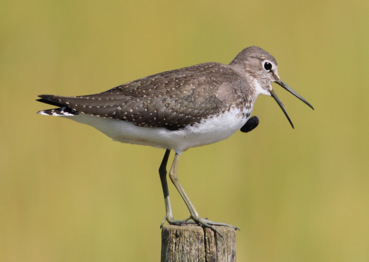Canon EF 500mm F4L IS USM sample photo. Green sandpiper photography