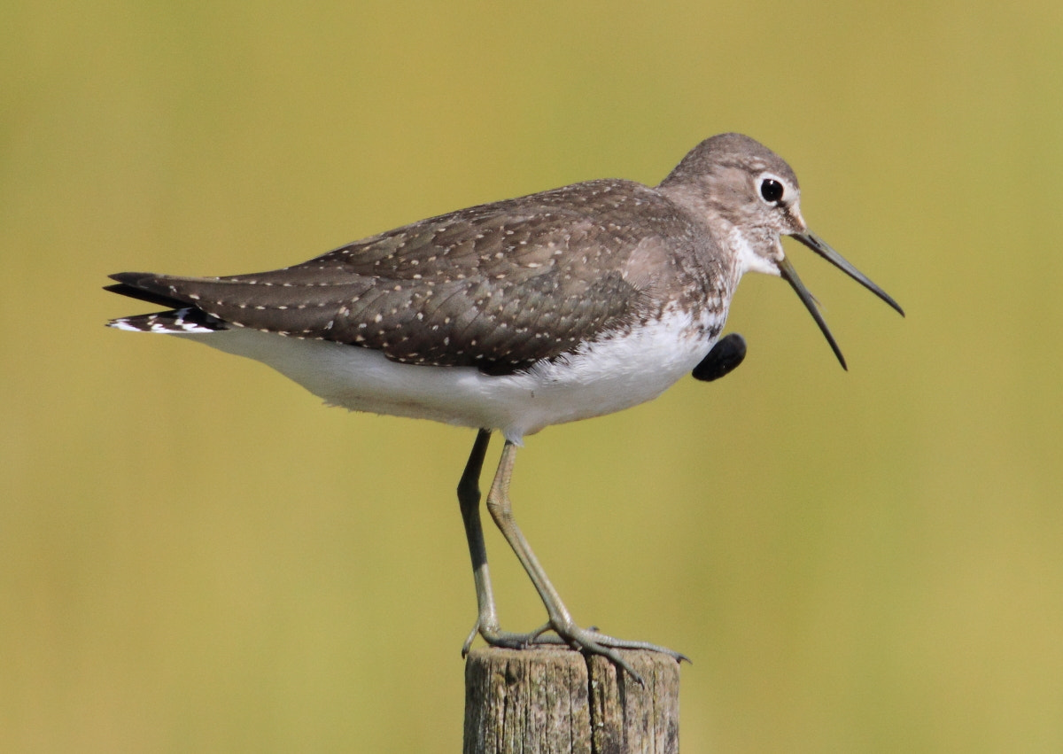 Canon EOS 7D sample photo. Green sandpiper photography