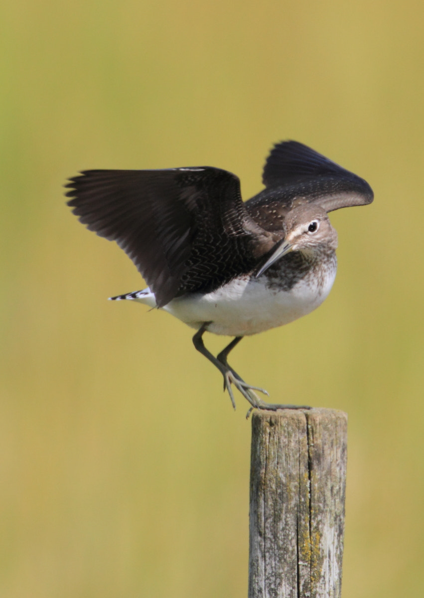 Canon EF 500mm F4L IS USM sample photo. Green sandpiper photography