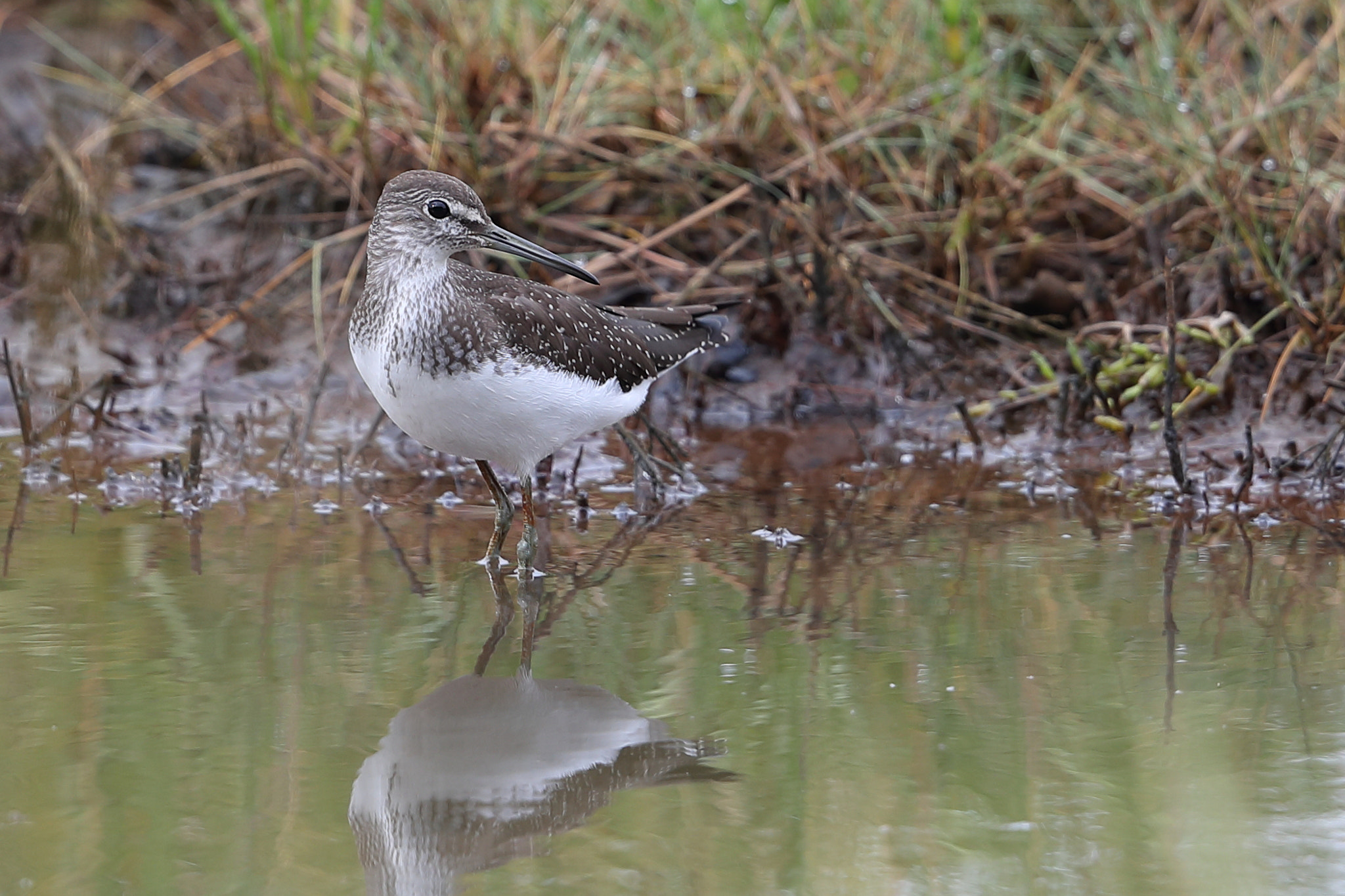 Canon EF 500mm F4L IS II USM sample photo. Green sandpiper photography