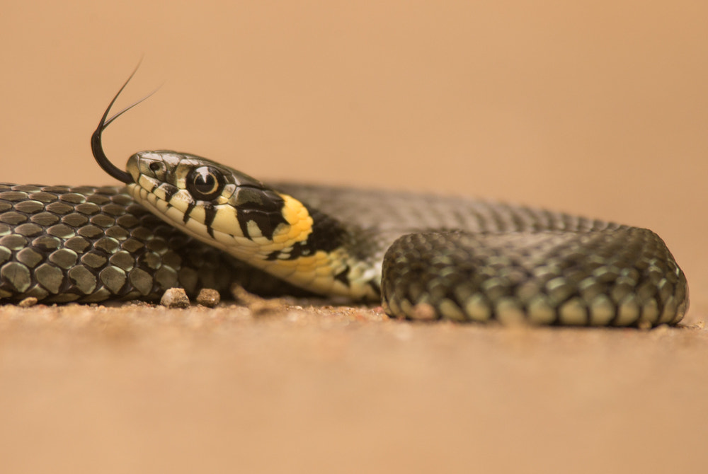 Nikon D600 + Nikon AF-S Nikkor 300mm F4D ED-IF sample photo. Grass snake photography