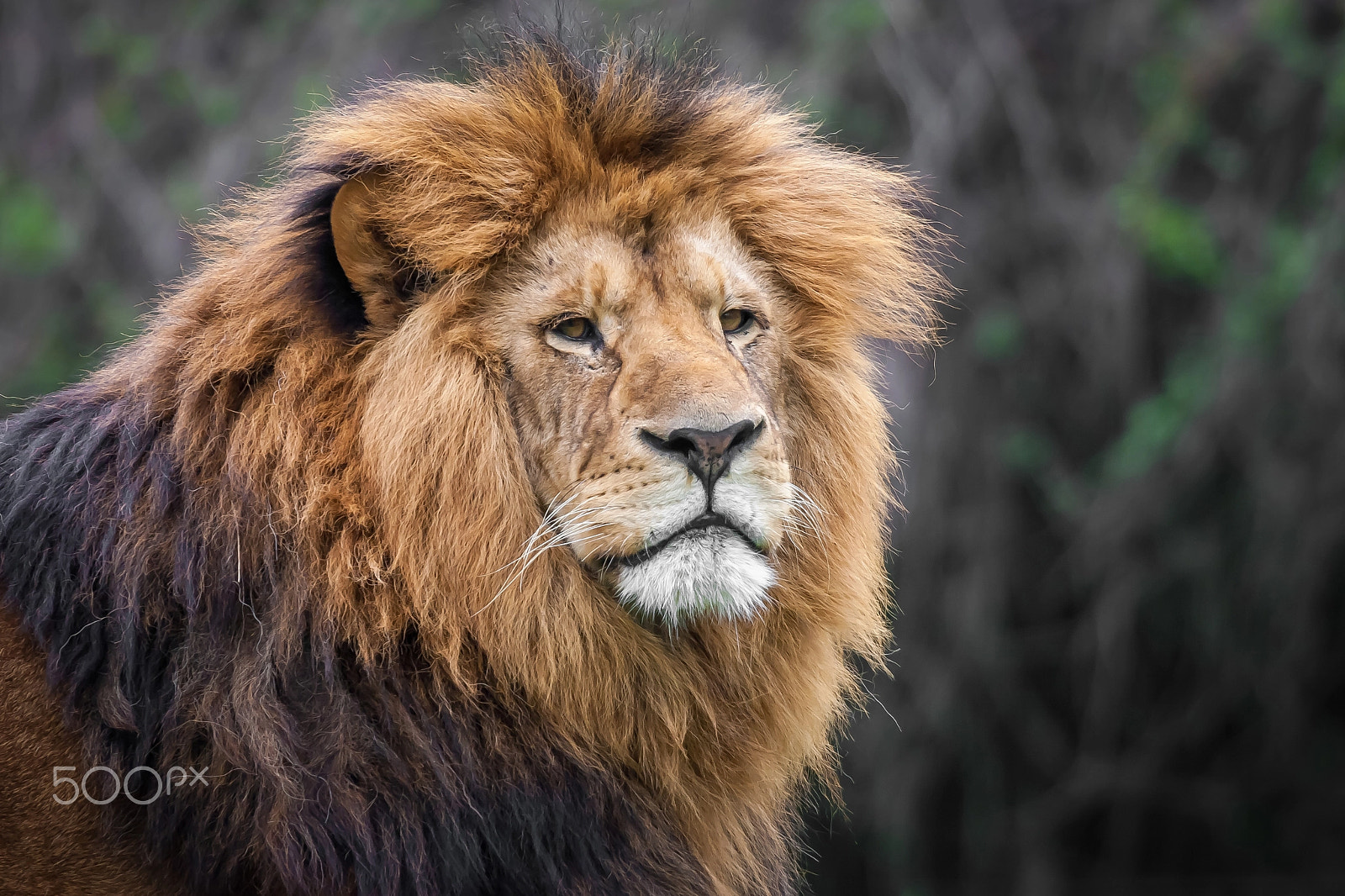 Canon EOS-1D Mark II N sample photo. His majesty, arthos the lion photography