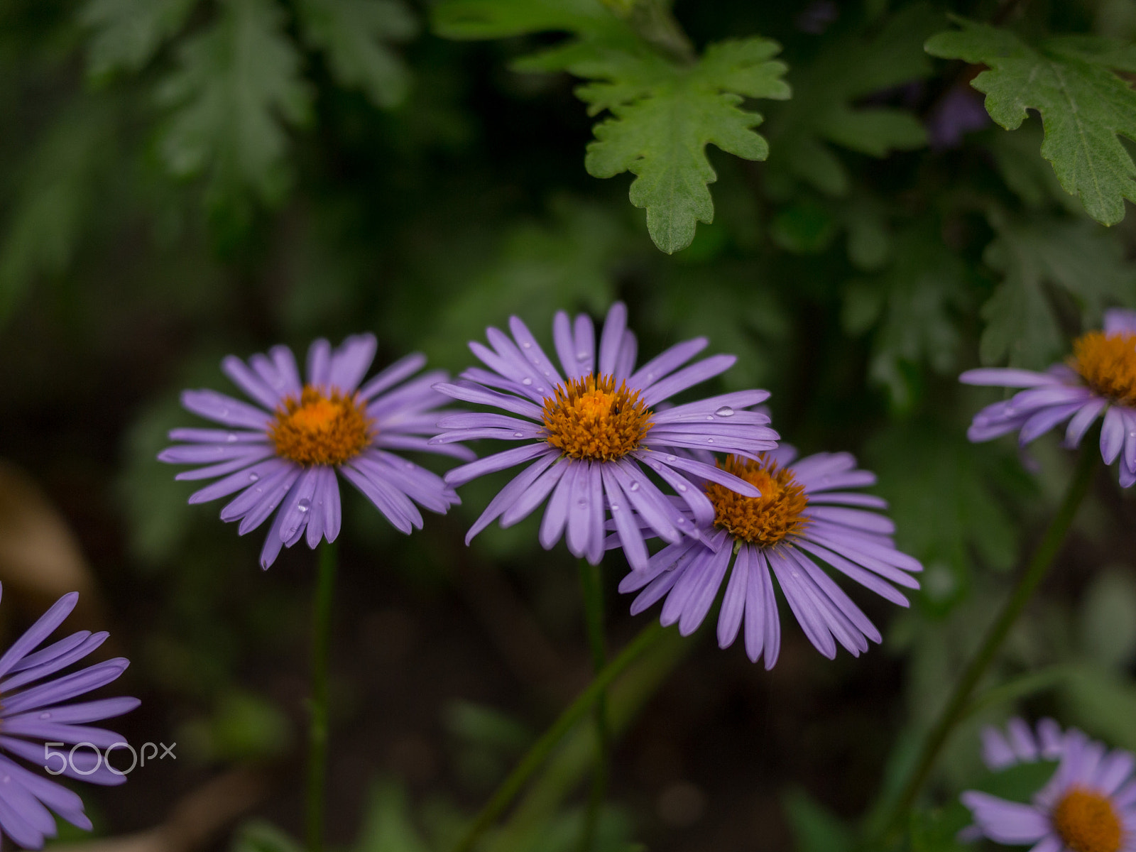 Panasonic Lumix DMC-GF3 + LUMIX G 20/F1.7 II sample photo. P photography