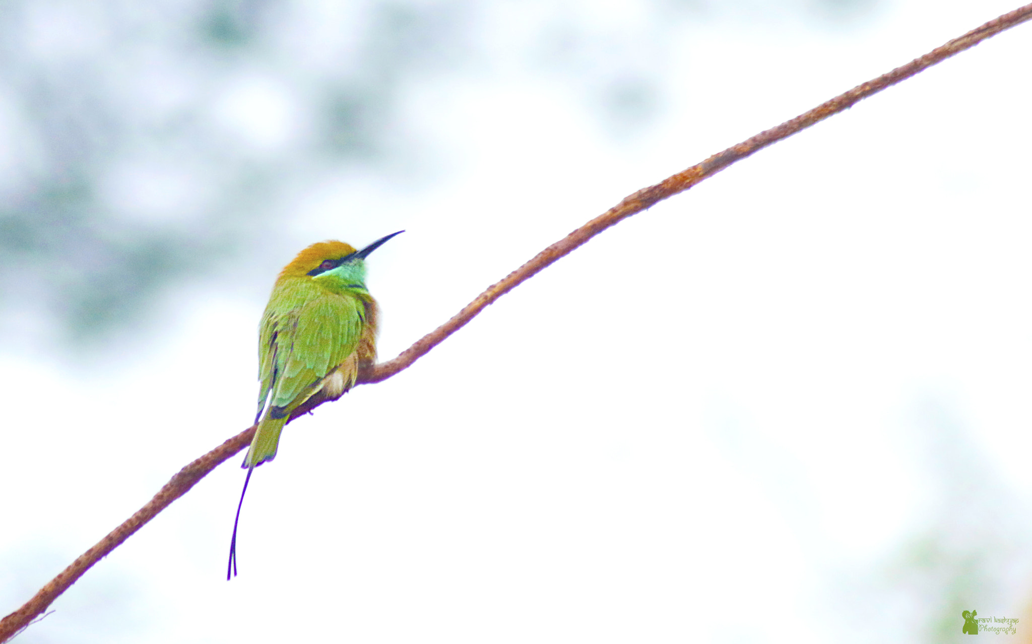 Canon EOS 70D + Tamron AF 70-300mm F4-5.6 Di LD Macro sample photo. Green bee-eater photography