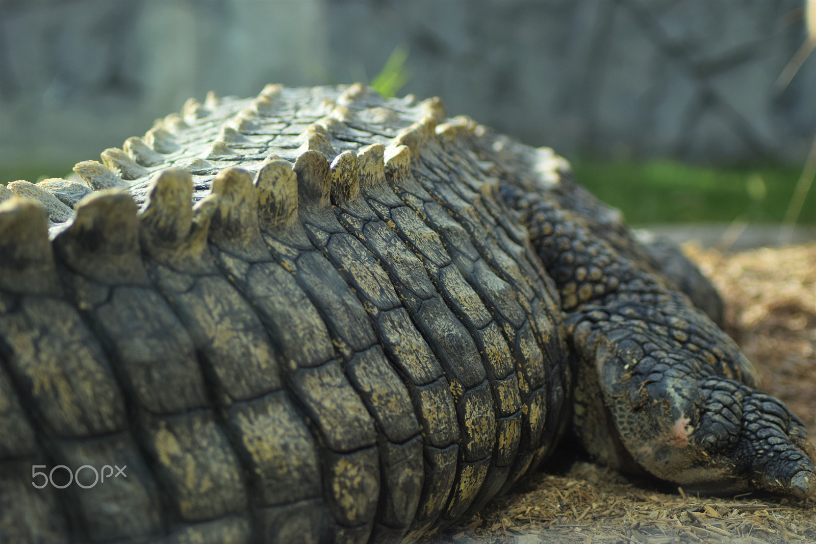 Nikon AF Nikkor 70-300mm F4-5.6G sample photo. Crocodile photography