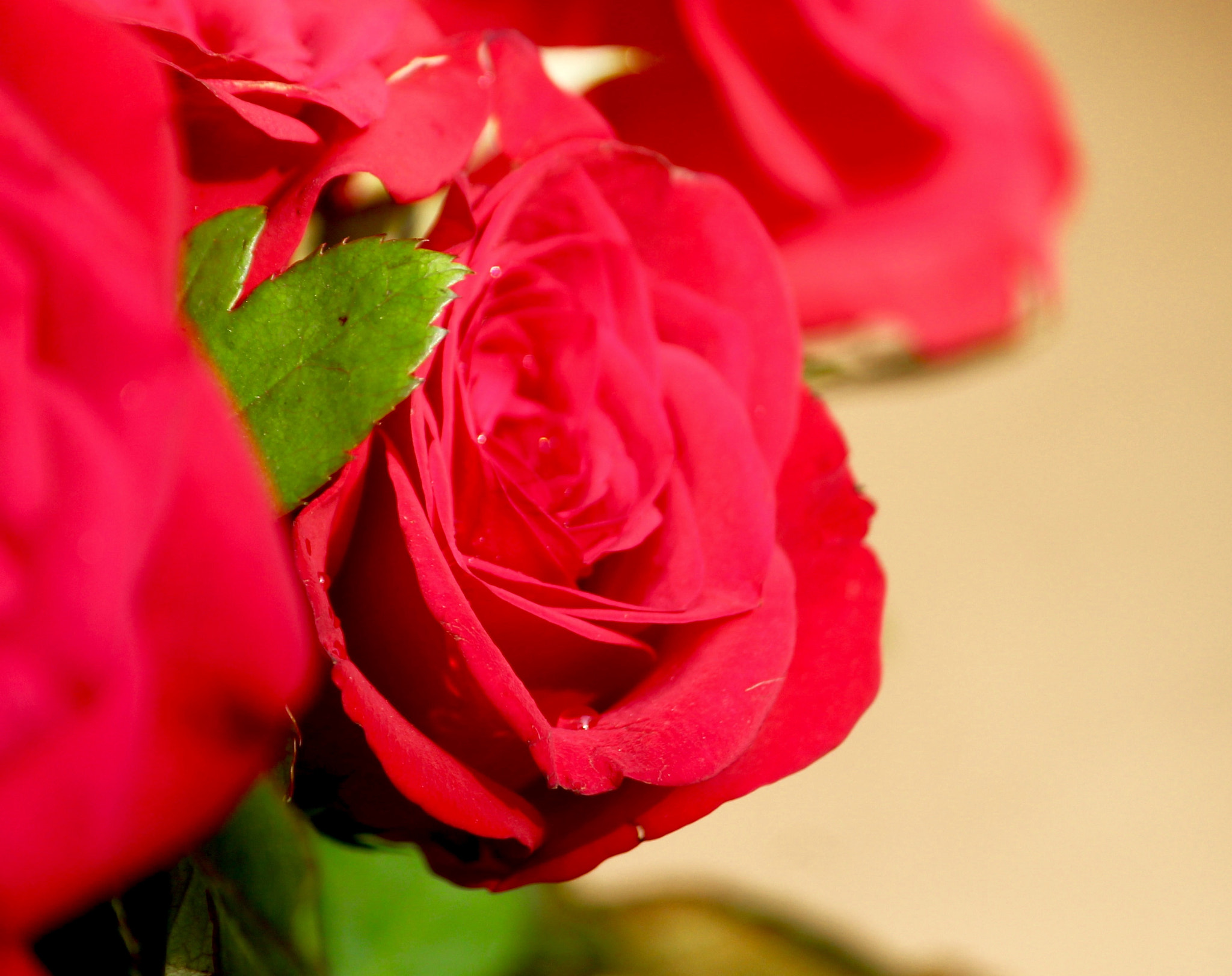 Canon EF-S 55-250mm F4-5.6 IS II sample photo. Macro photography
