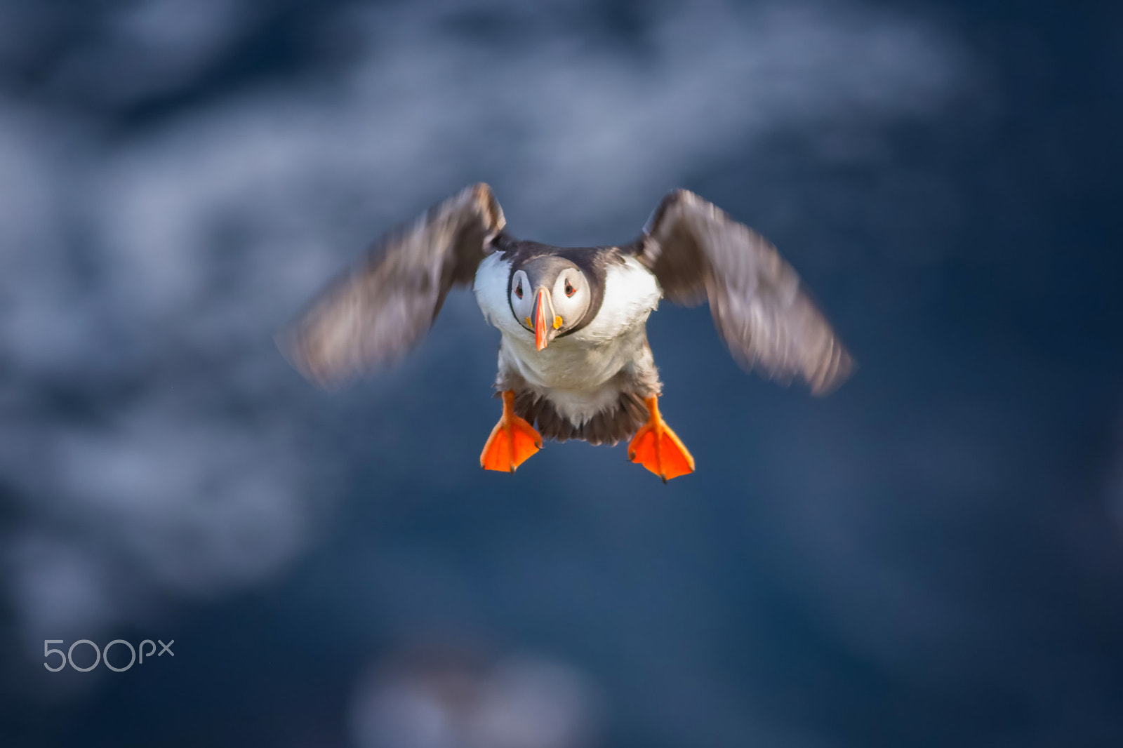 Canon EOS 6D + Canon EF 400mm F5.6L USM sample photo. Puffin of runde photography