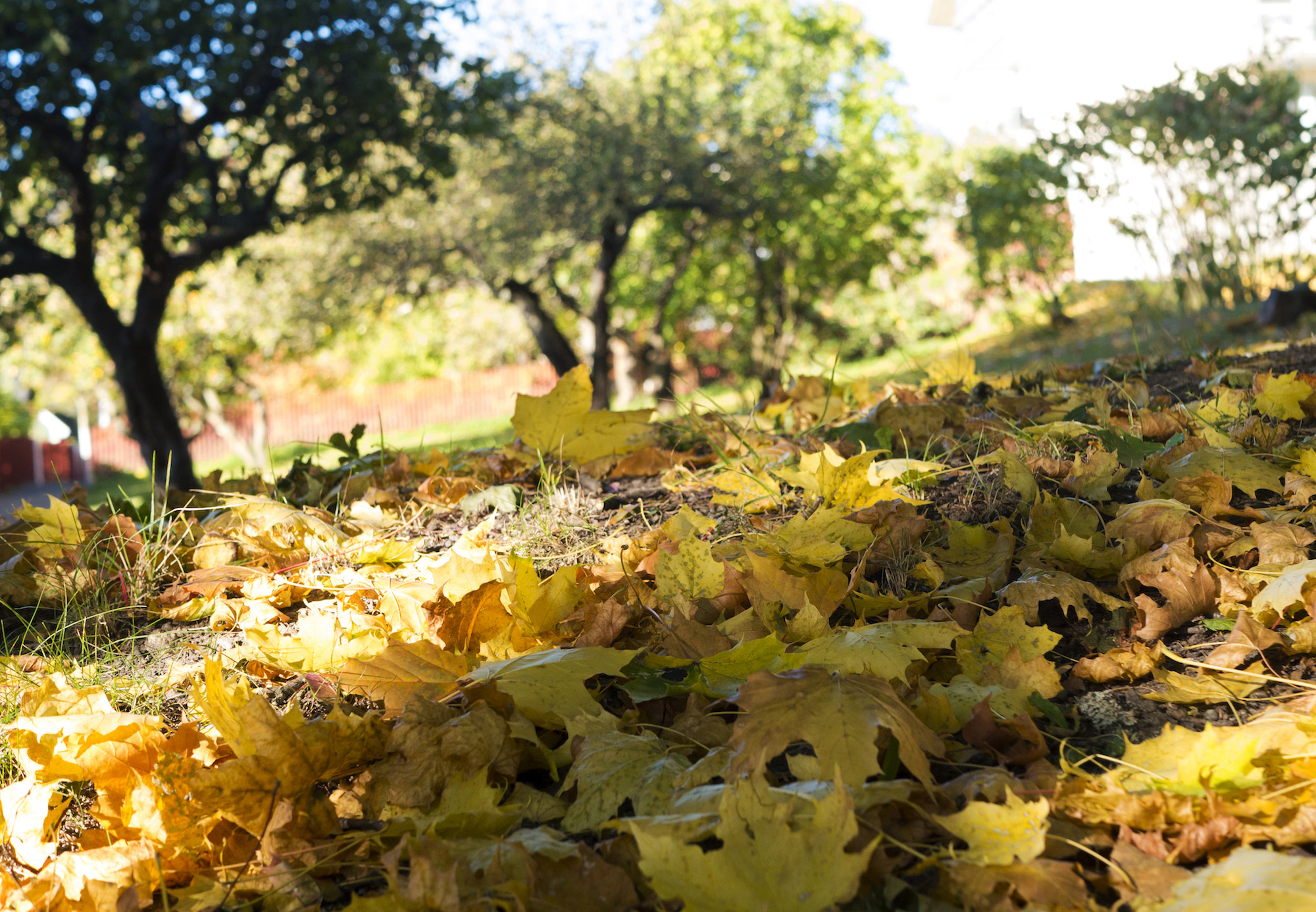 Panasonic Lumix DMC-G6 + LUMIX G 25/F1.7 sample photo. Autumn leaves in stockholm photography