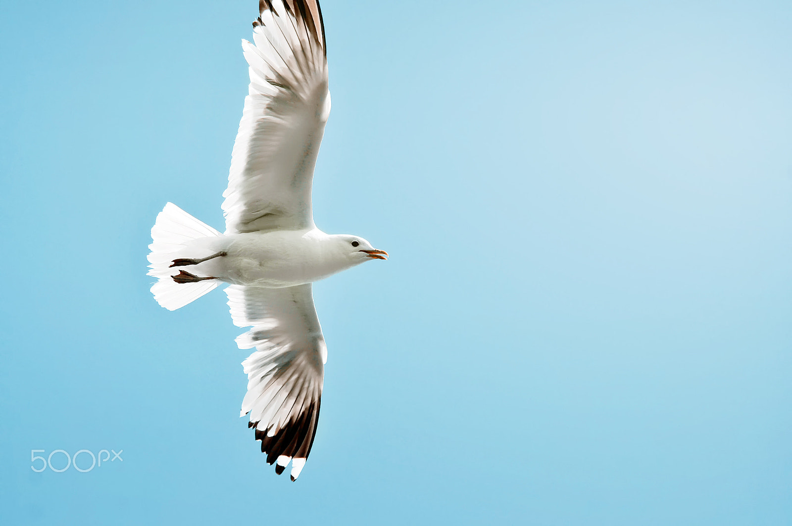 Nikon D300 sample photo. Seagull with wings wide open photography