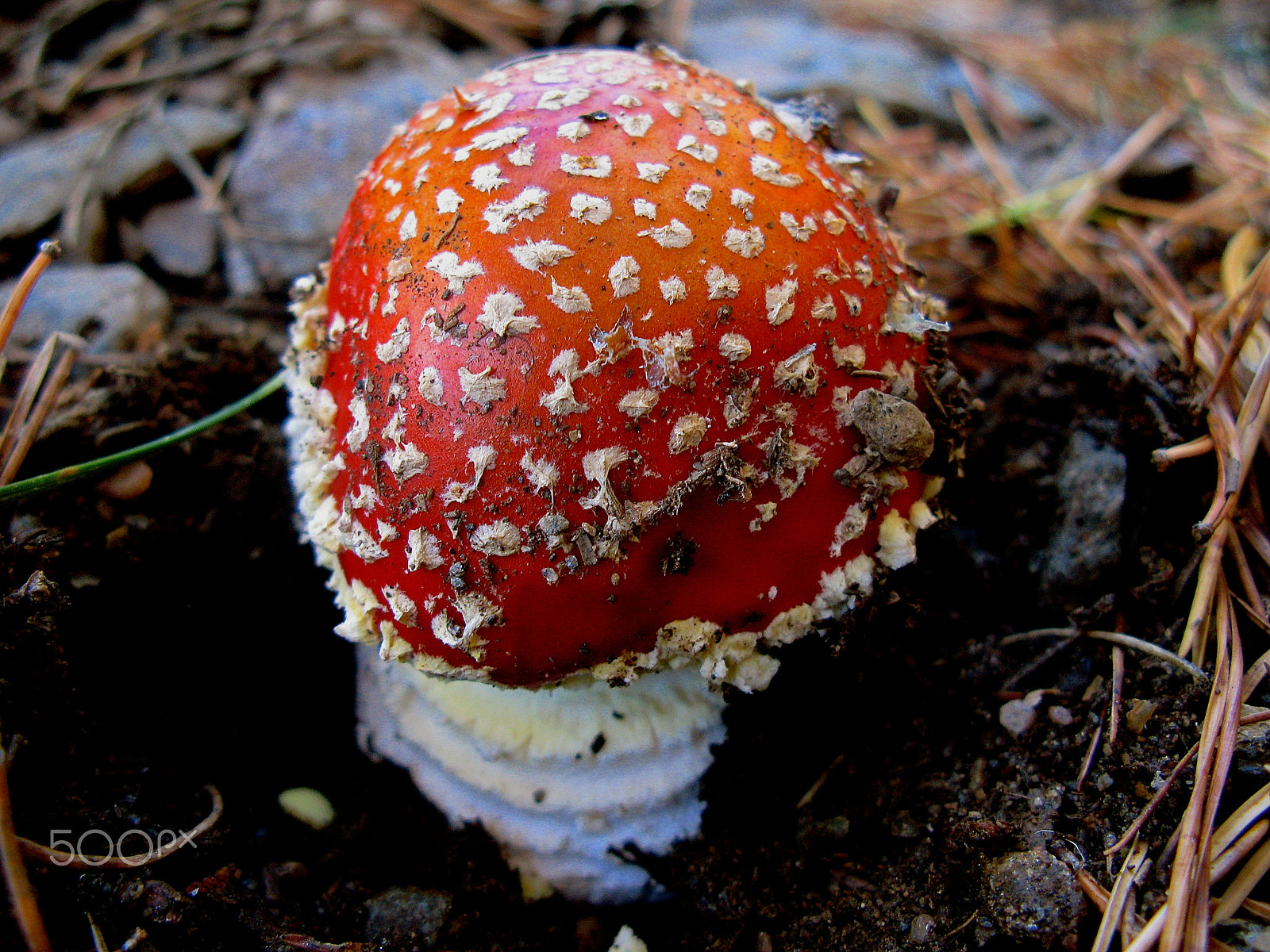 Canon POWERSHOT G7 sample photo. Amanita muscaria photography