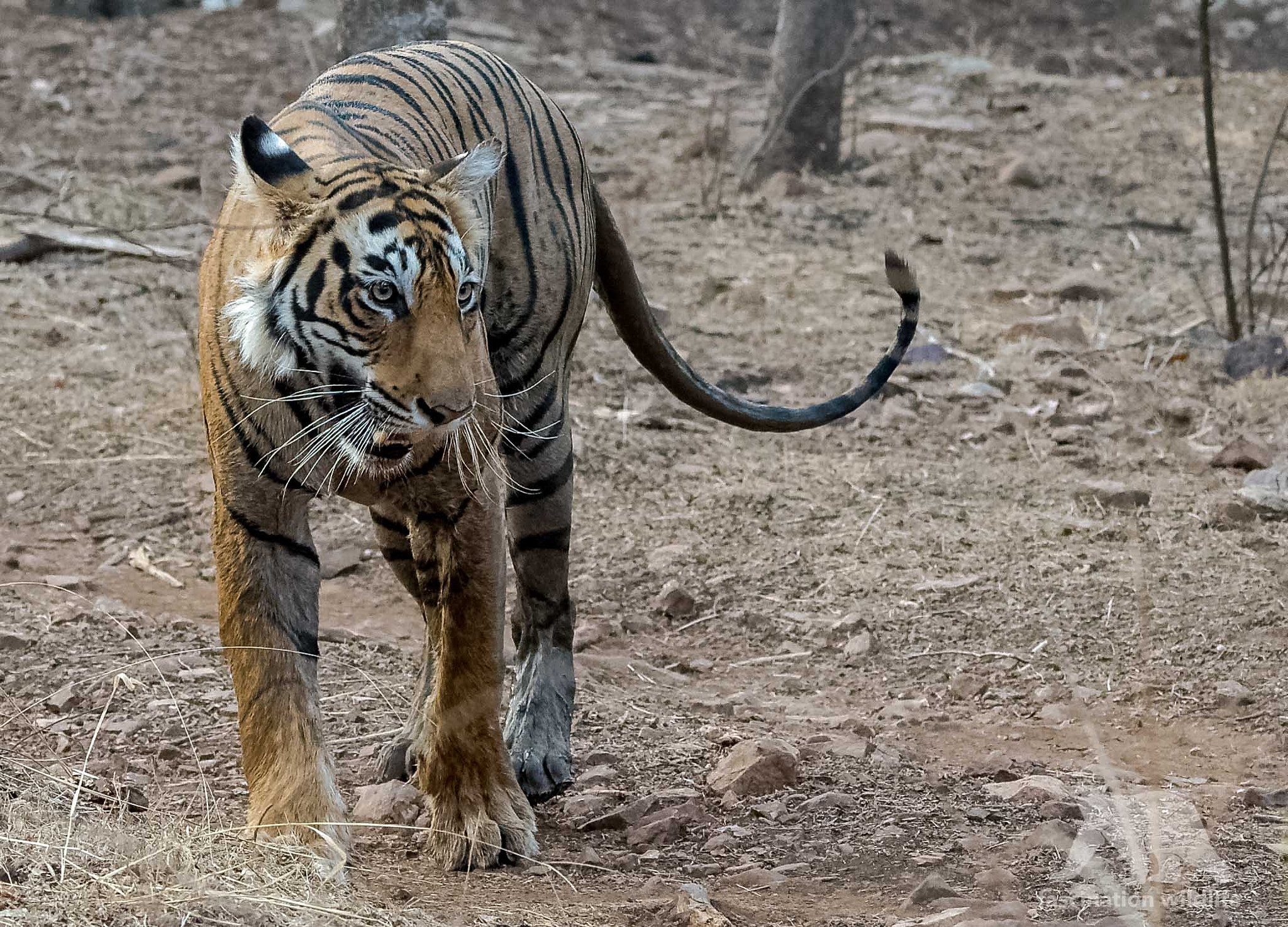 Nikon D4S sample photo. Bengal tiger photography