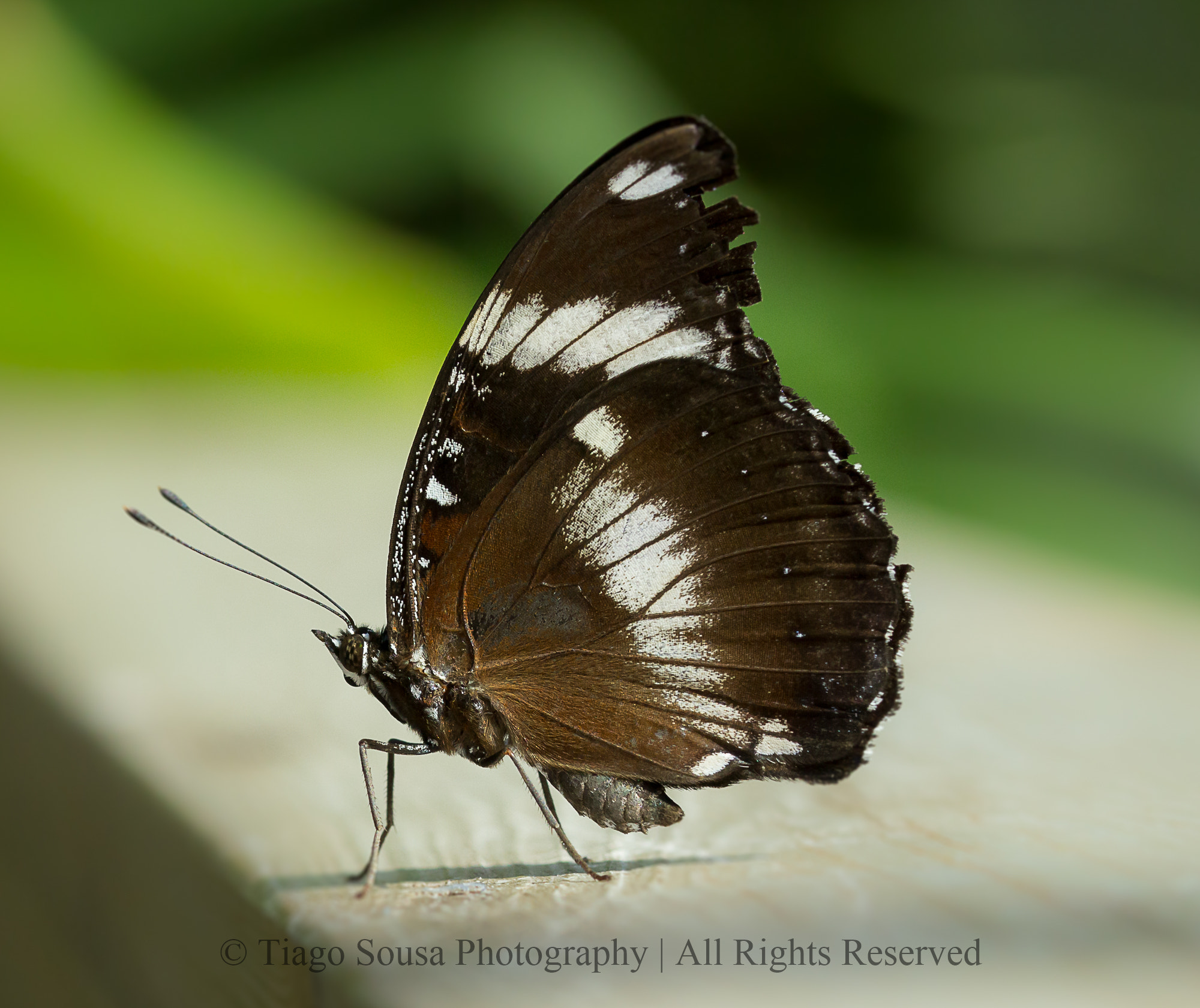 Sigma 105mm F2.8 EX DG OS HSM sample photo. Butterfly photography