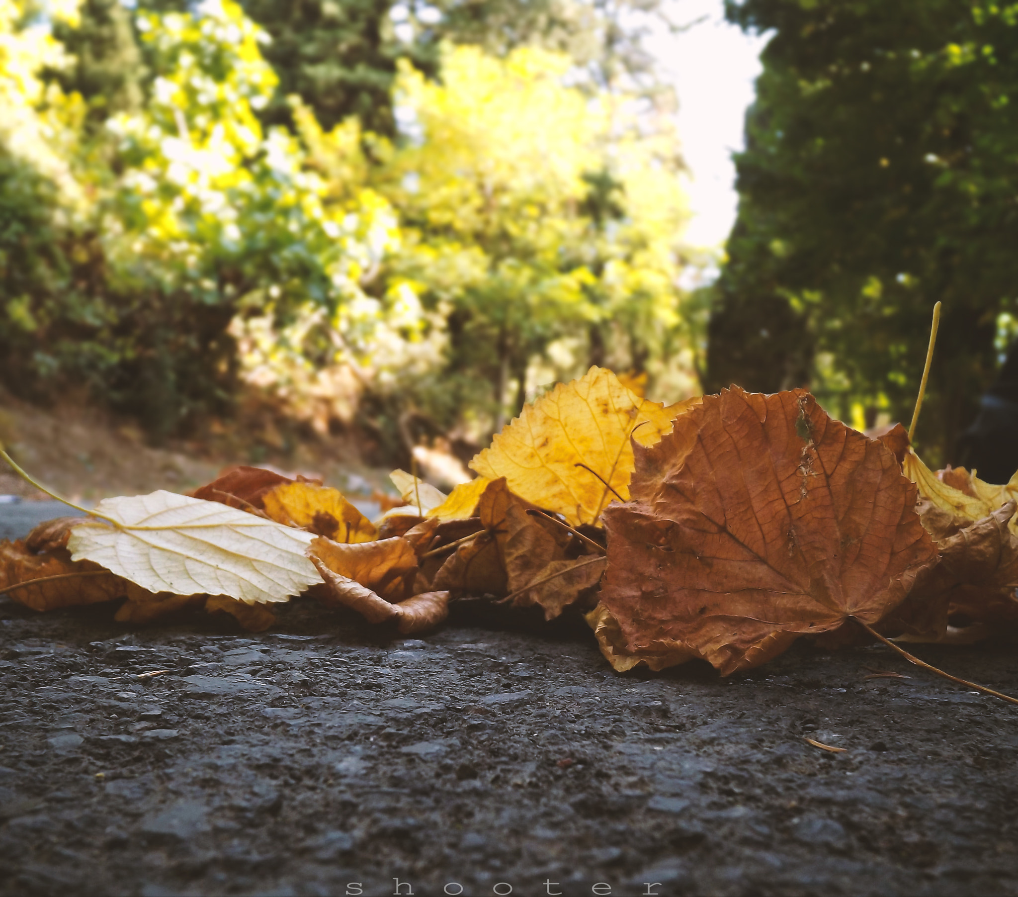 FujiFilm FinePix S3200 (FinePix S3250) sample photo. Fall has come photography