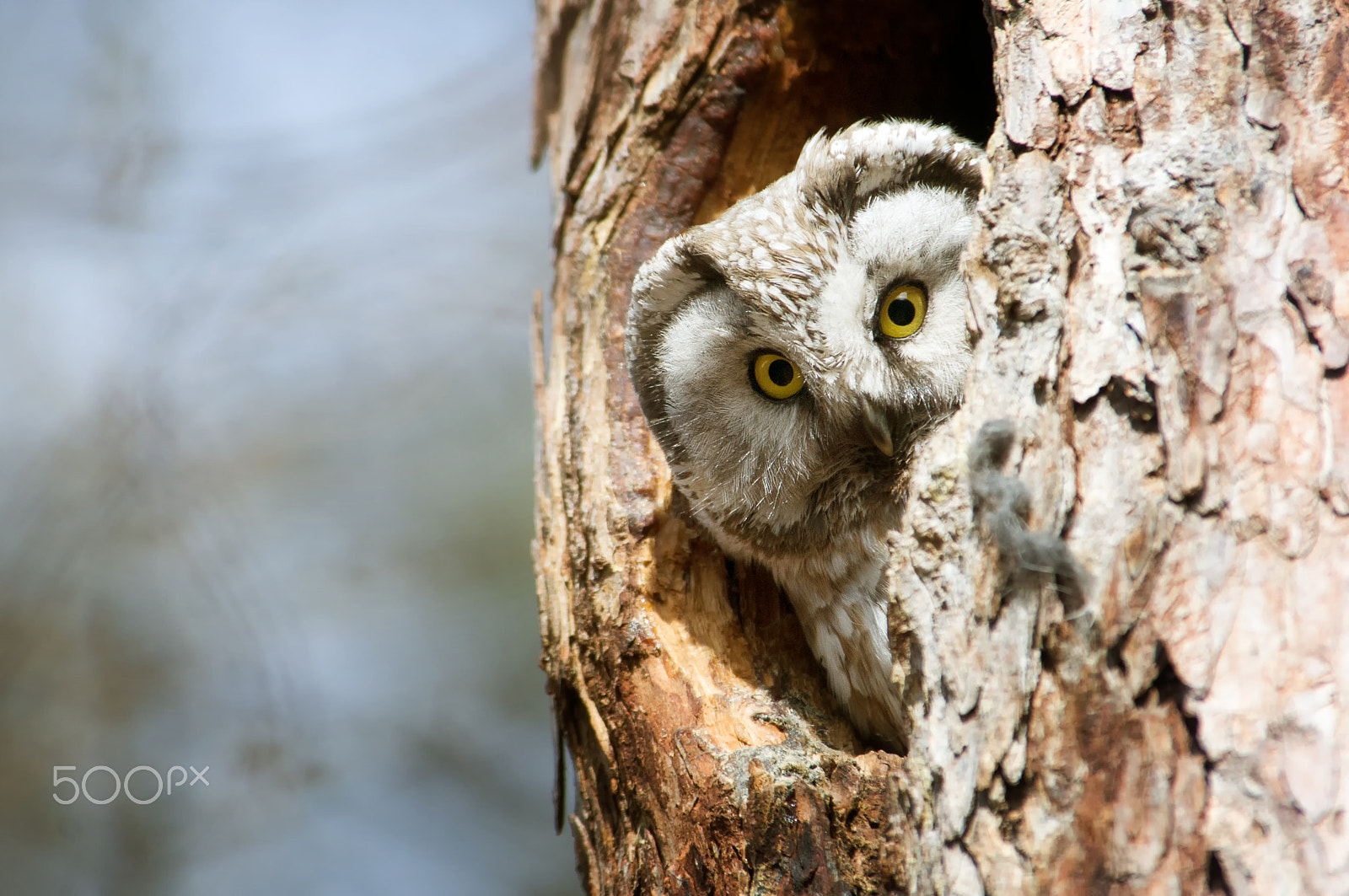 Nikon D300 sample photo. Owl with big yellow eyes peeking out of the hollow photography
