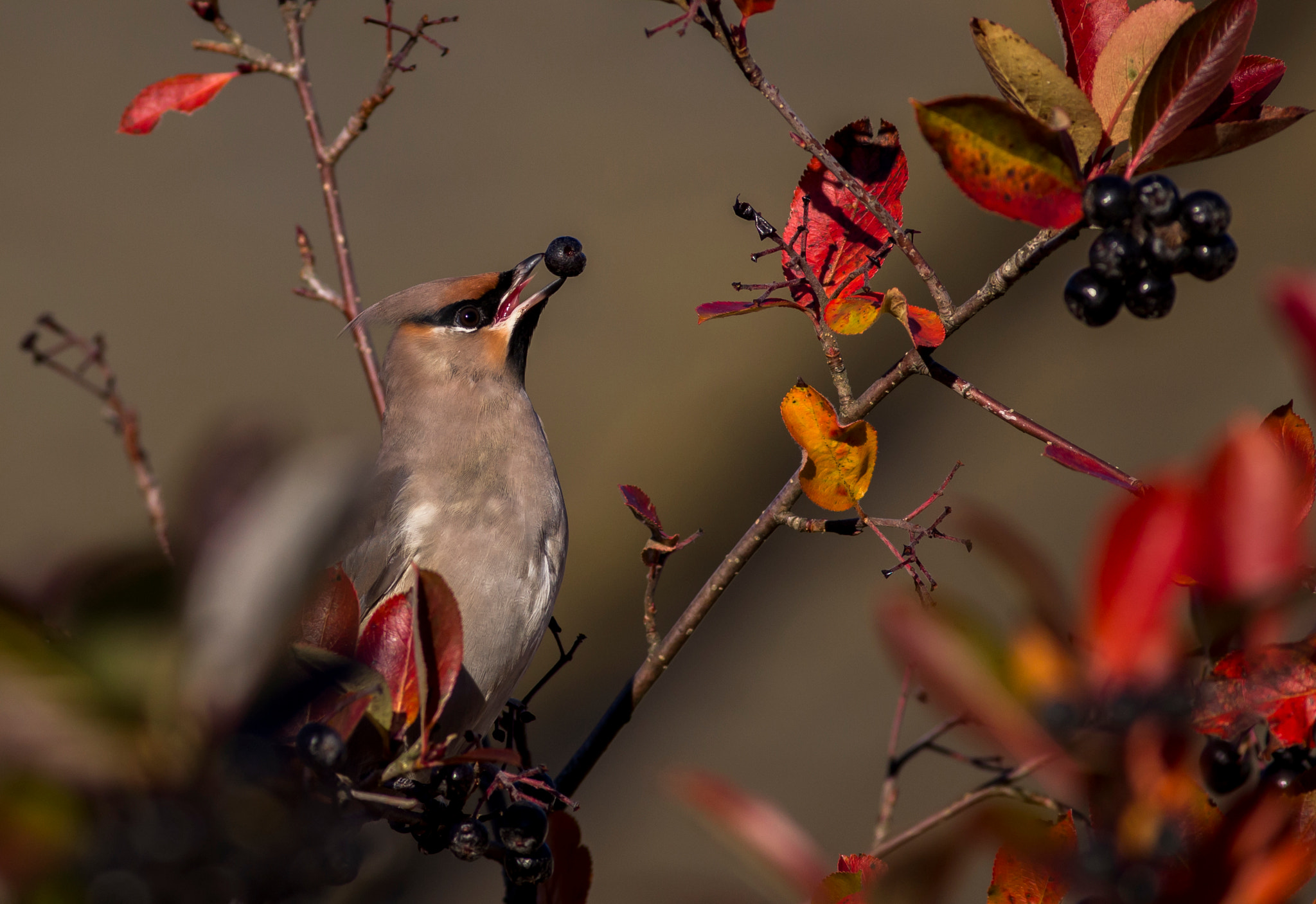 Canon EOS 6D + Canon EF 400mm F5.6L USM sample photo. Waxwing photography
