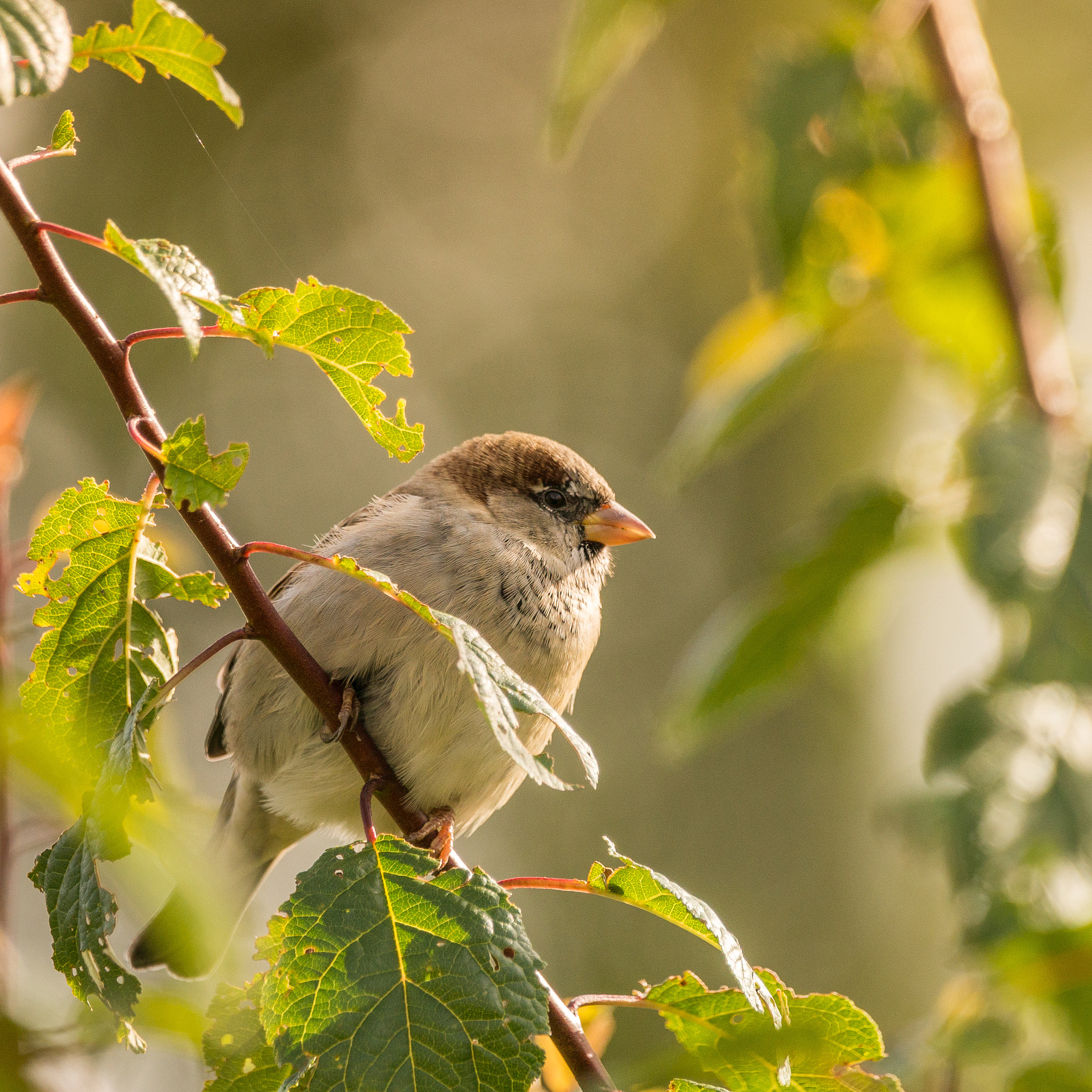 Sony a99 II + Sony 70-400mm F4-5.6 G SSM sample photo. Cute litte one photography