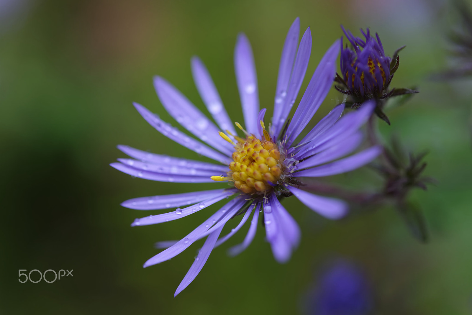 Nikon AF-S Micro-Nikkor 60mm F2.8G ED sample photo