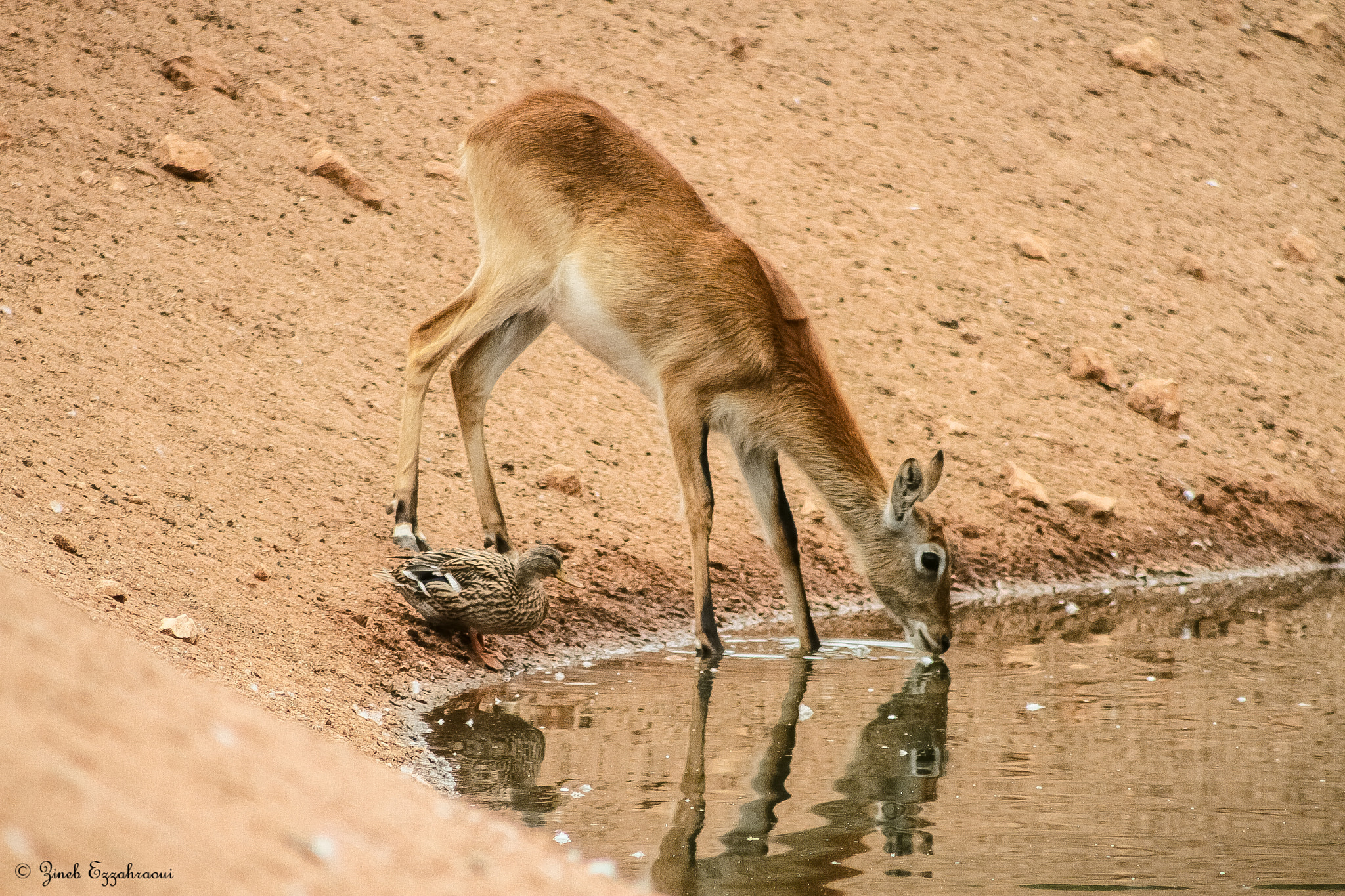 Canon EF 75-300mm f/4-5.6 USM sample photo. The cuty gazelle photography