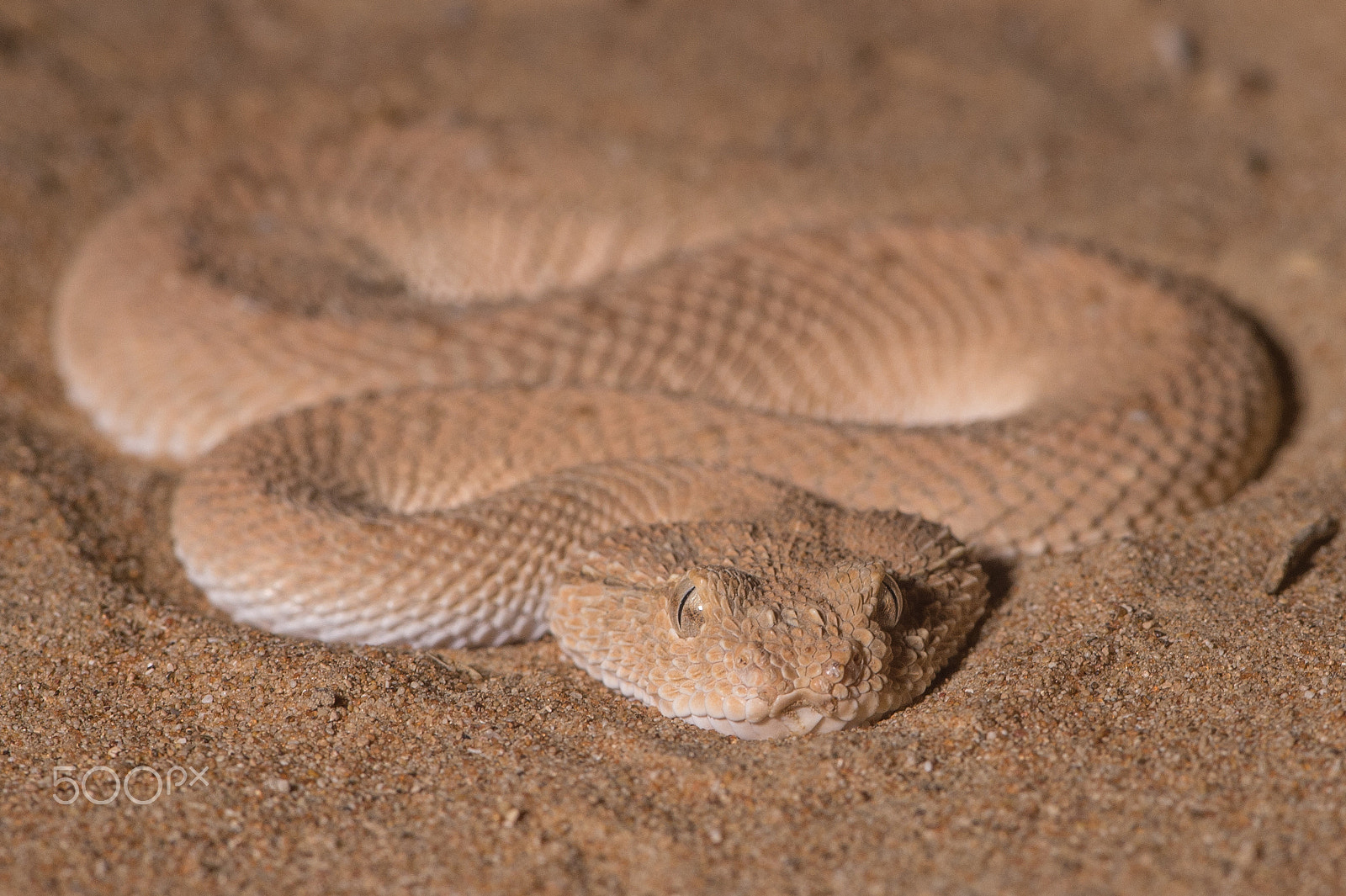 Nikon D4S sample photo. Arabian horned viper photography