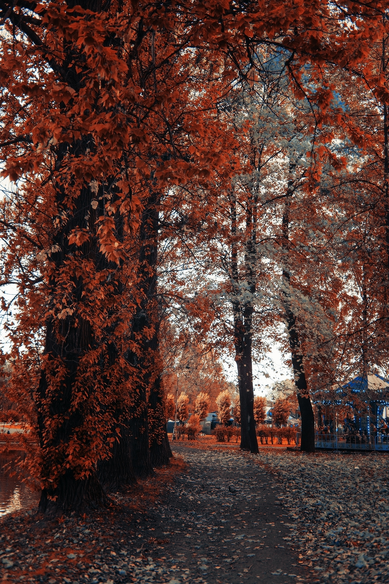 AF Zoom-Nikkor 28-85mm f/3.5-4.5 sample photo. Autumn day photography