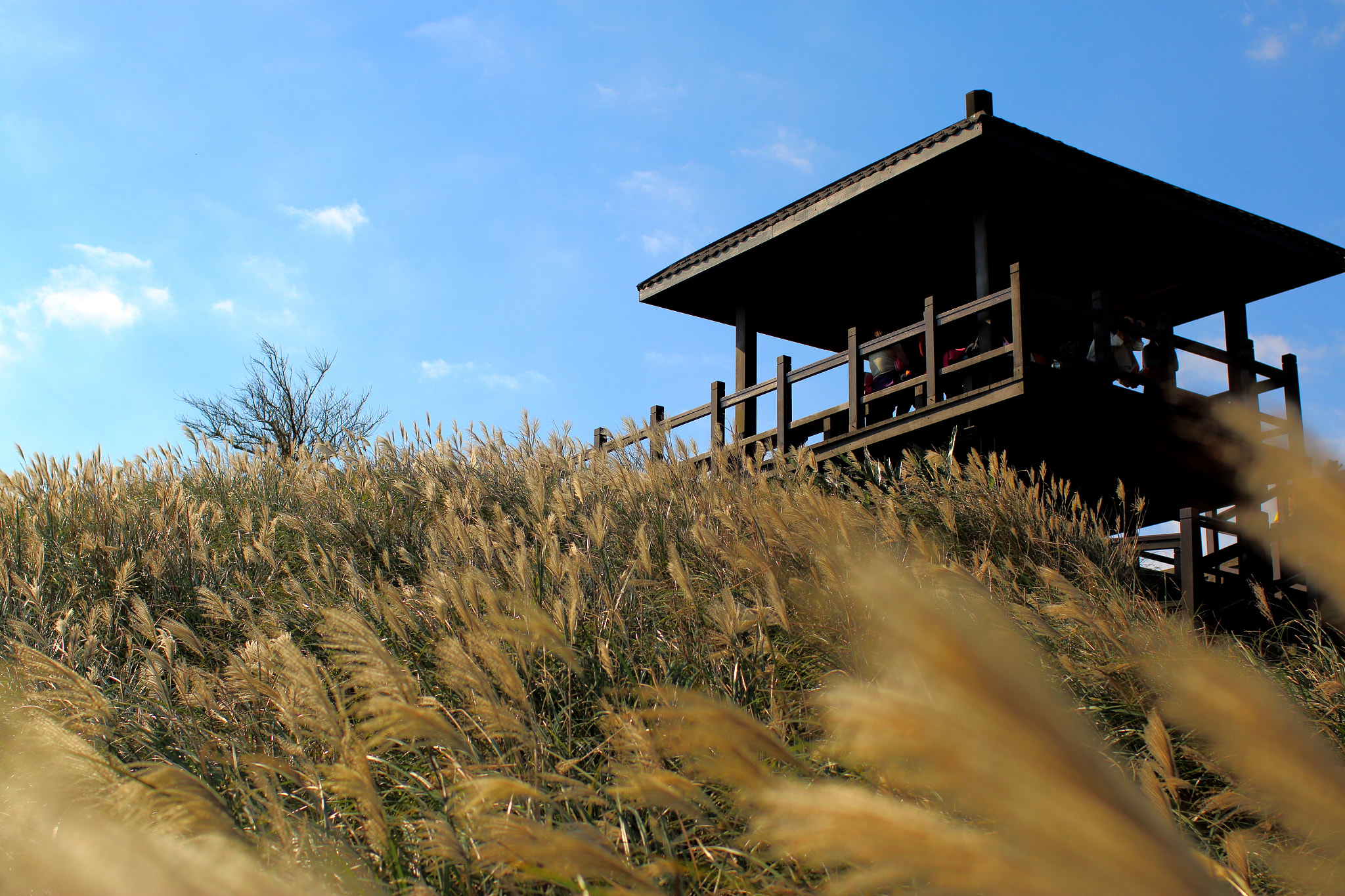 Canon EOS 70D + Canon EF 35mm F1.4L USM sample photo. Relaxation photography