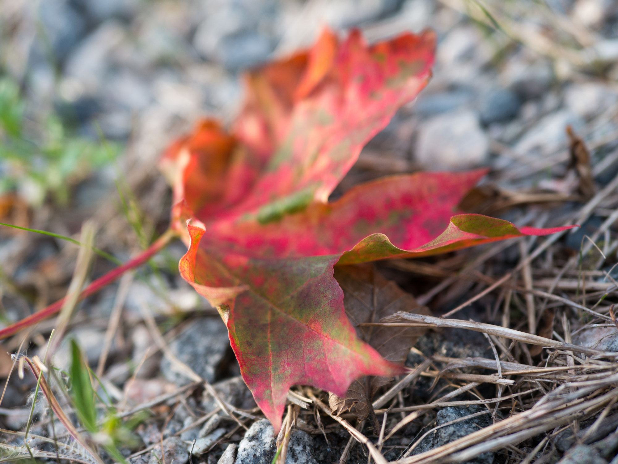 Panasonic Lumix DMC-G6 + LUMIX G 25/F1.7 sample photo. Maple leaf photography