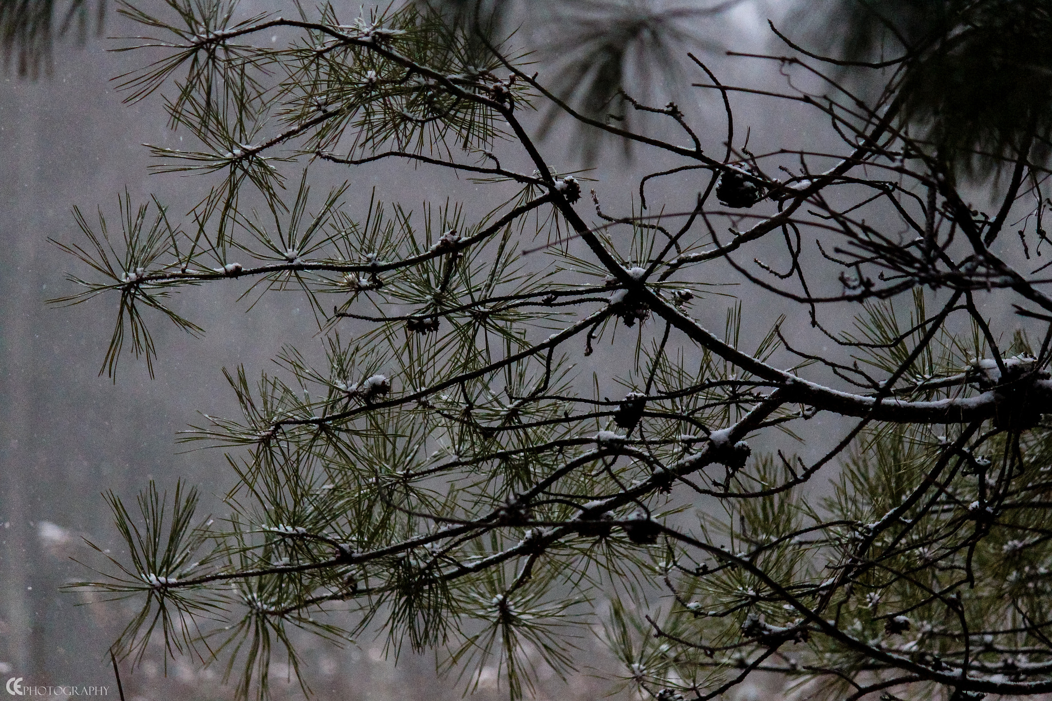 Canon EOS 650D (EOS Rebel T4i / EOS Kiss X6i) sample photo. First snow photography