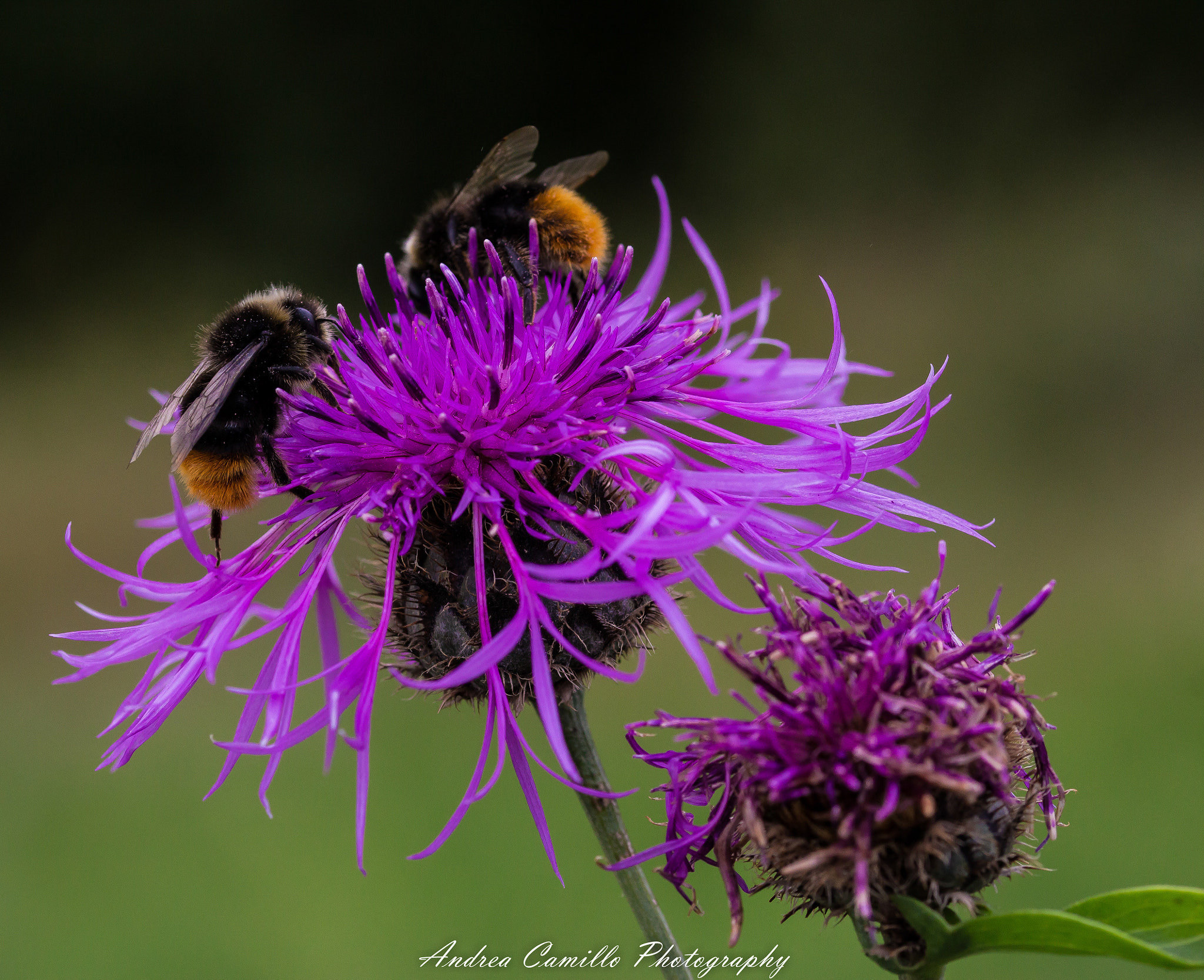 Sigma 105mm F2.8 EX DG OS HSM sample photo. Enjoy your meal, bumble-bees! photography