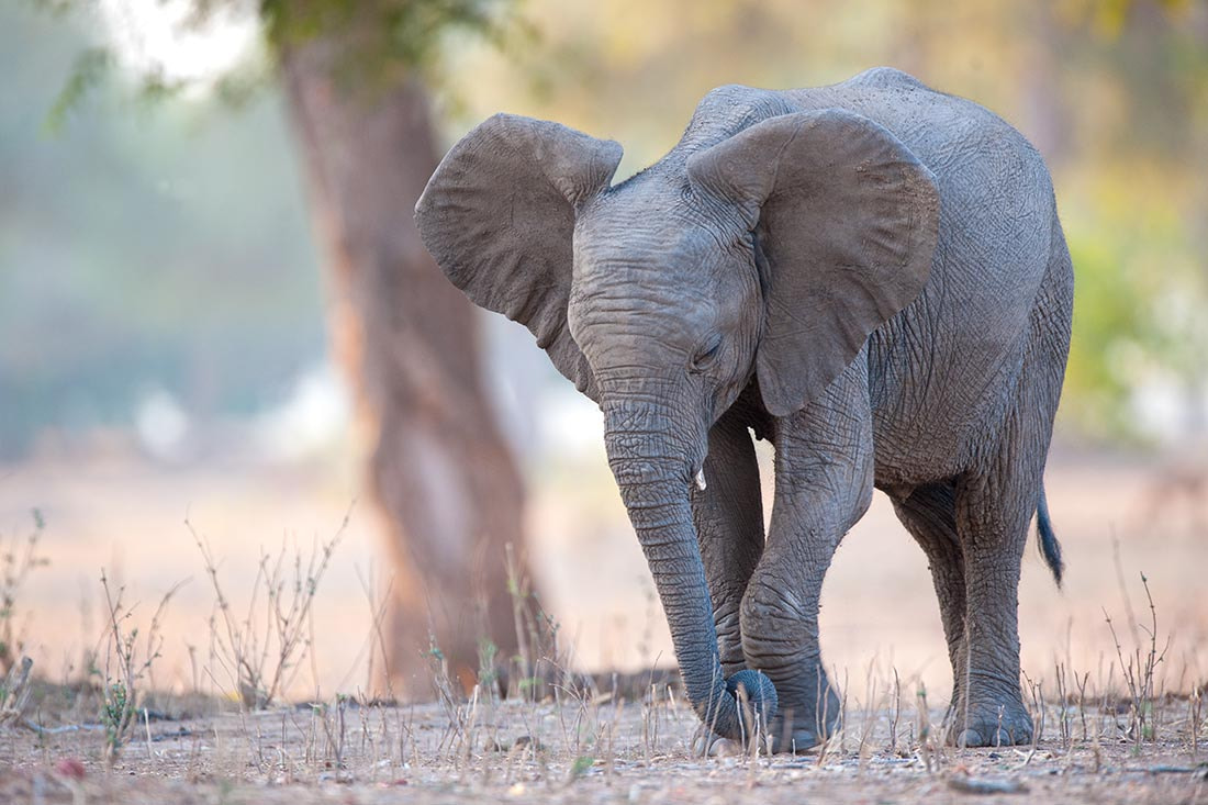 Nikon D3X + Nikon AF-S Nikkor 600mm F4G ED VR sample photo. Young elephant feeding on a few dry shoots in mana pools national park, zimbabwe photography