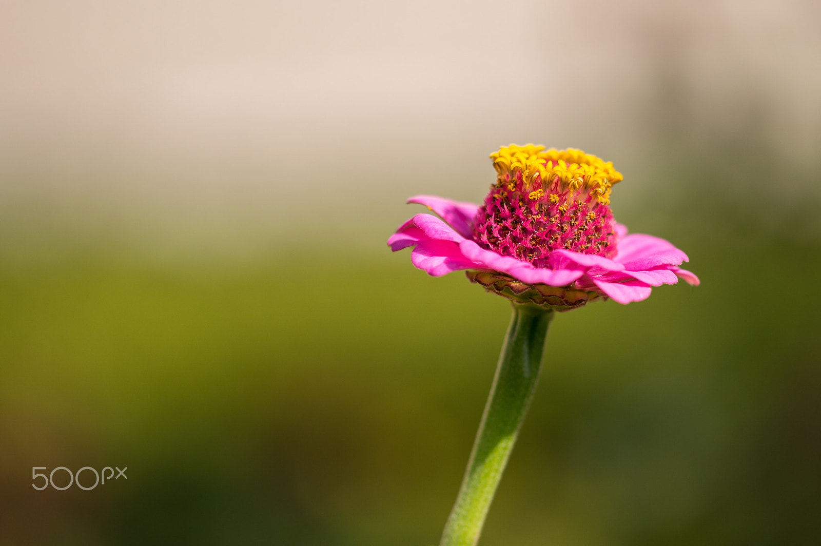 Sigma 105mm F2.8 EX DG OS HSM sample photo. That friday feeling photography