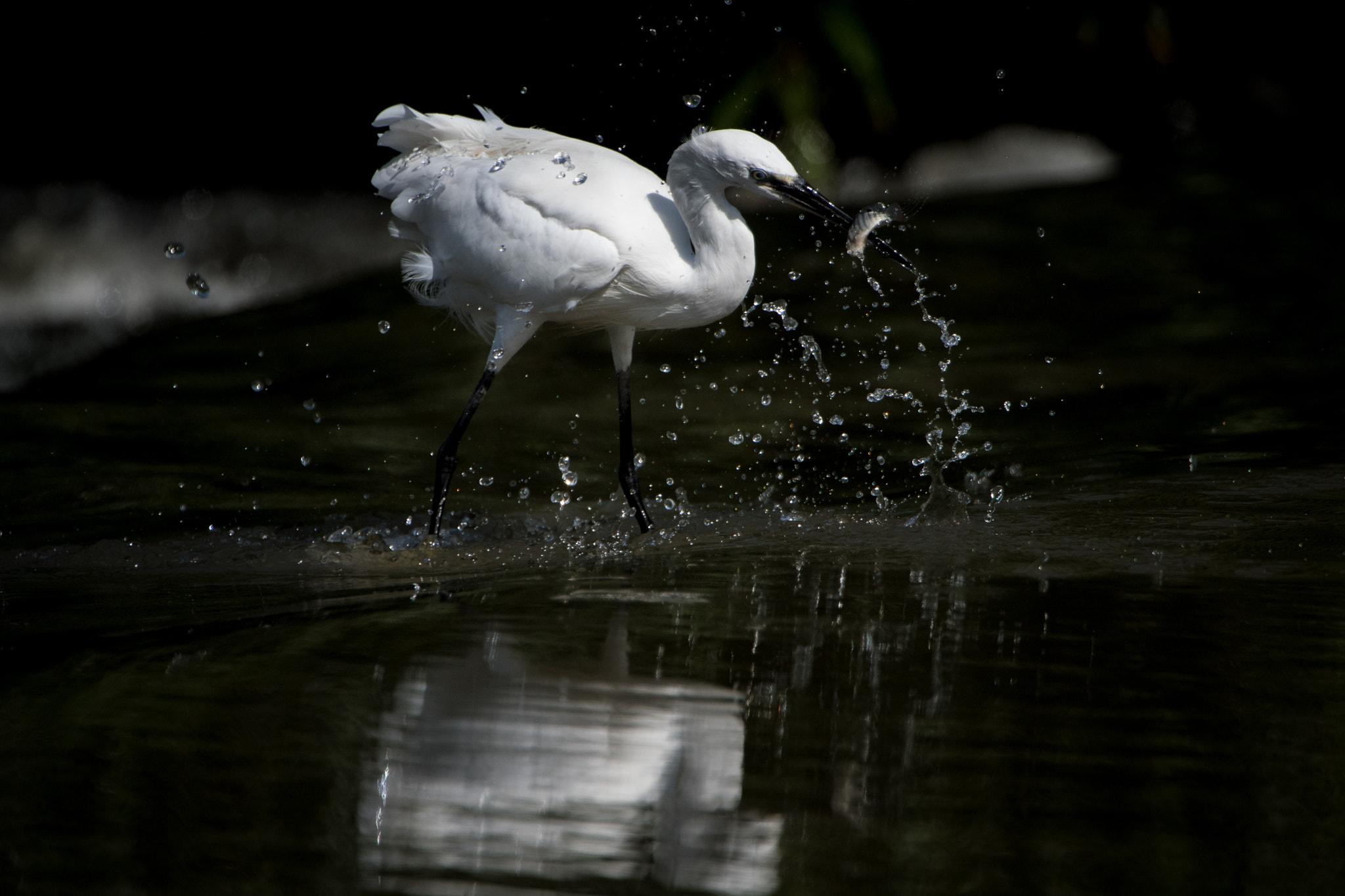 Nikon AF-S Nikkor 200-400mm F4G ED-IF VR sample photo. Little egret fishing 2, the catch photography