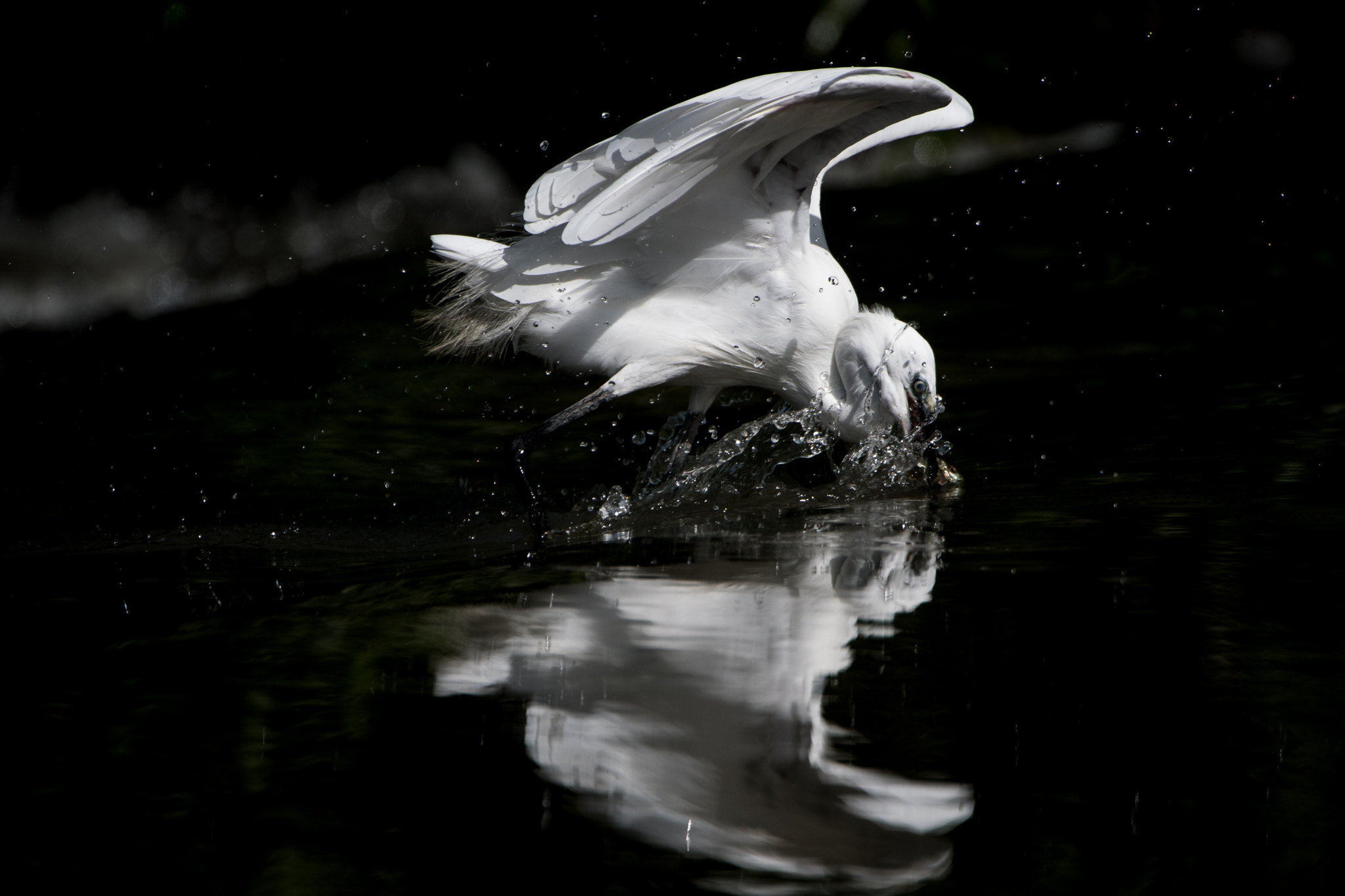 Nikon AF-S Nikkor 200-400mm F4G ED-IF VR sample photo. Little egret fishing 1, the strike photography