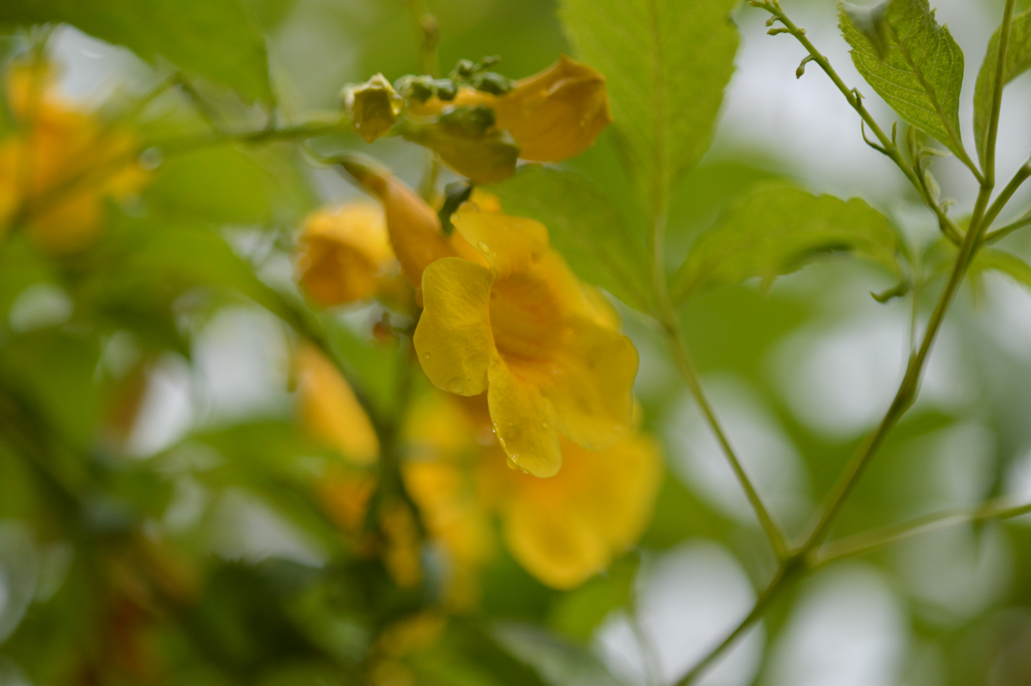 Tamron SP AF 180mm F3.5 Di LD (IF) Macro sample photo. Ufpe 70 anos photography