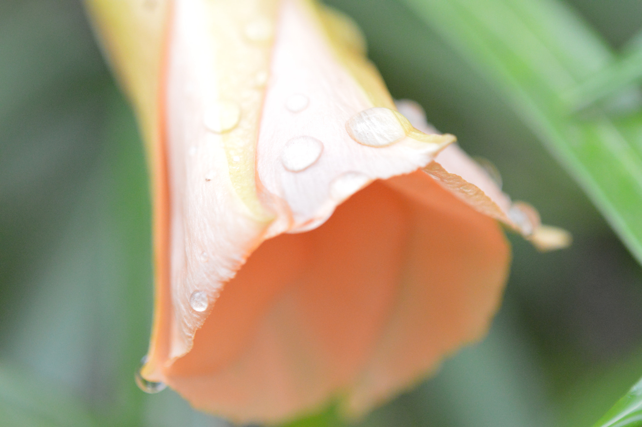 Tamron SP AF 180mm F3.5 Di LD (IF) Macro sample photo. Ufpe 70 anos photography